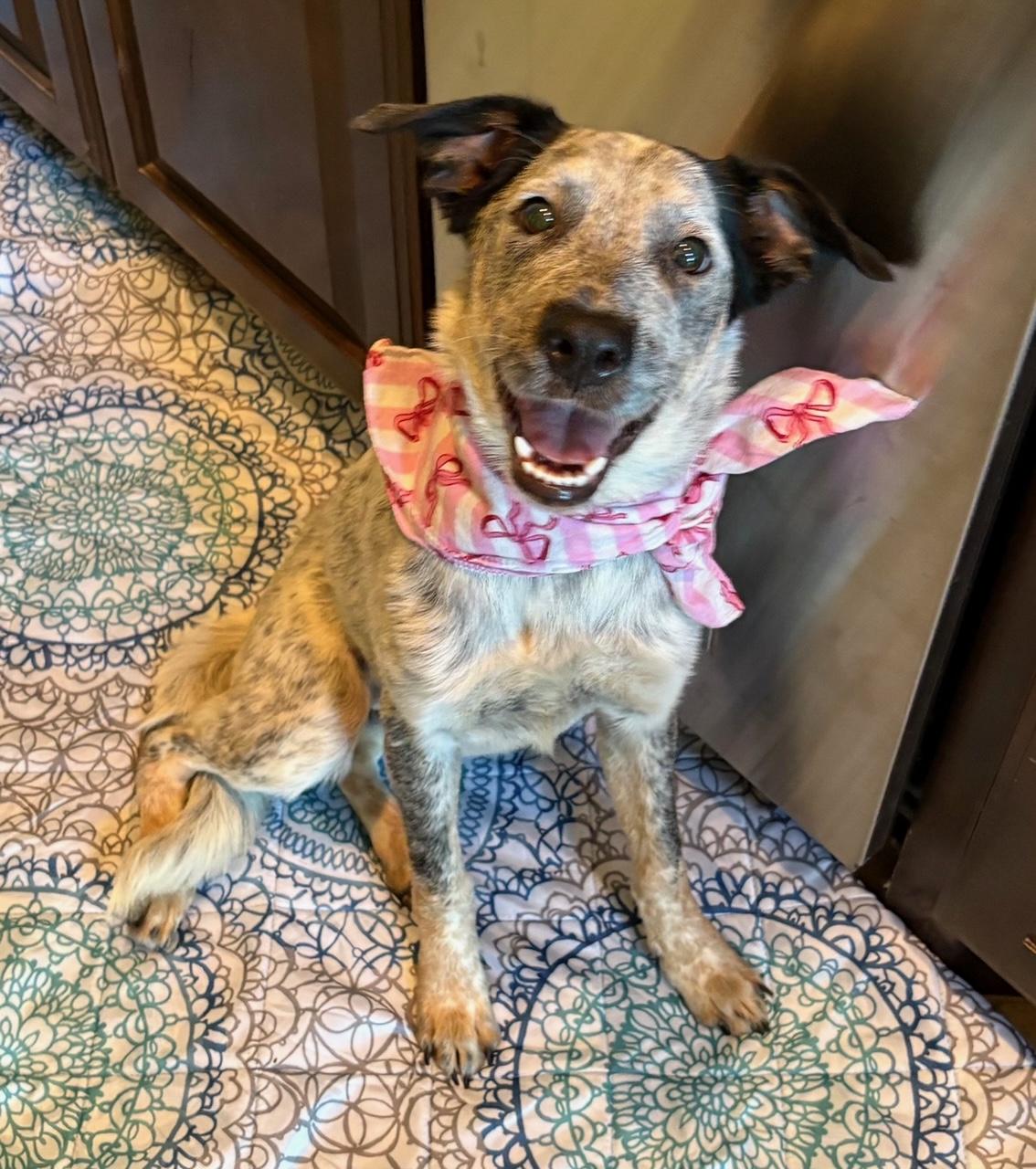 Enlarge Millie, an adopted mixed breed in Lavon, TX image 2/6