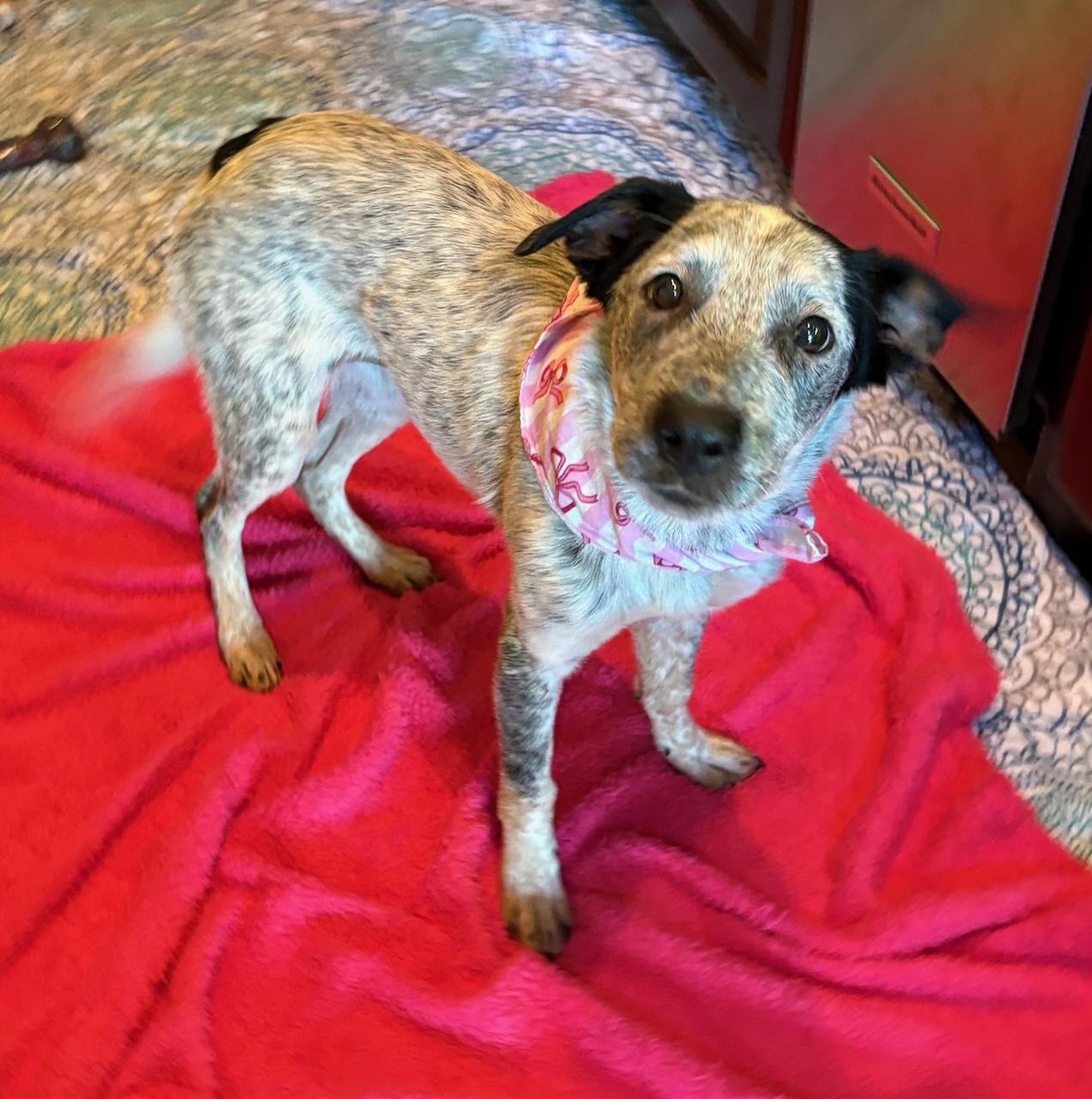 Enlarge Millie, an adopted mixed breed in Lavon, TX image 6/6