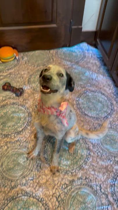 Enlarge Millie, an adopted mixed breed in Lavon, TX video 3/6