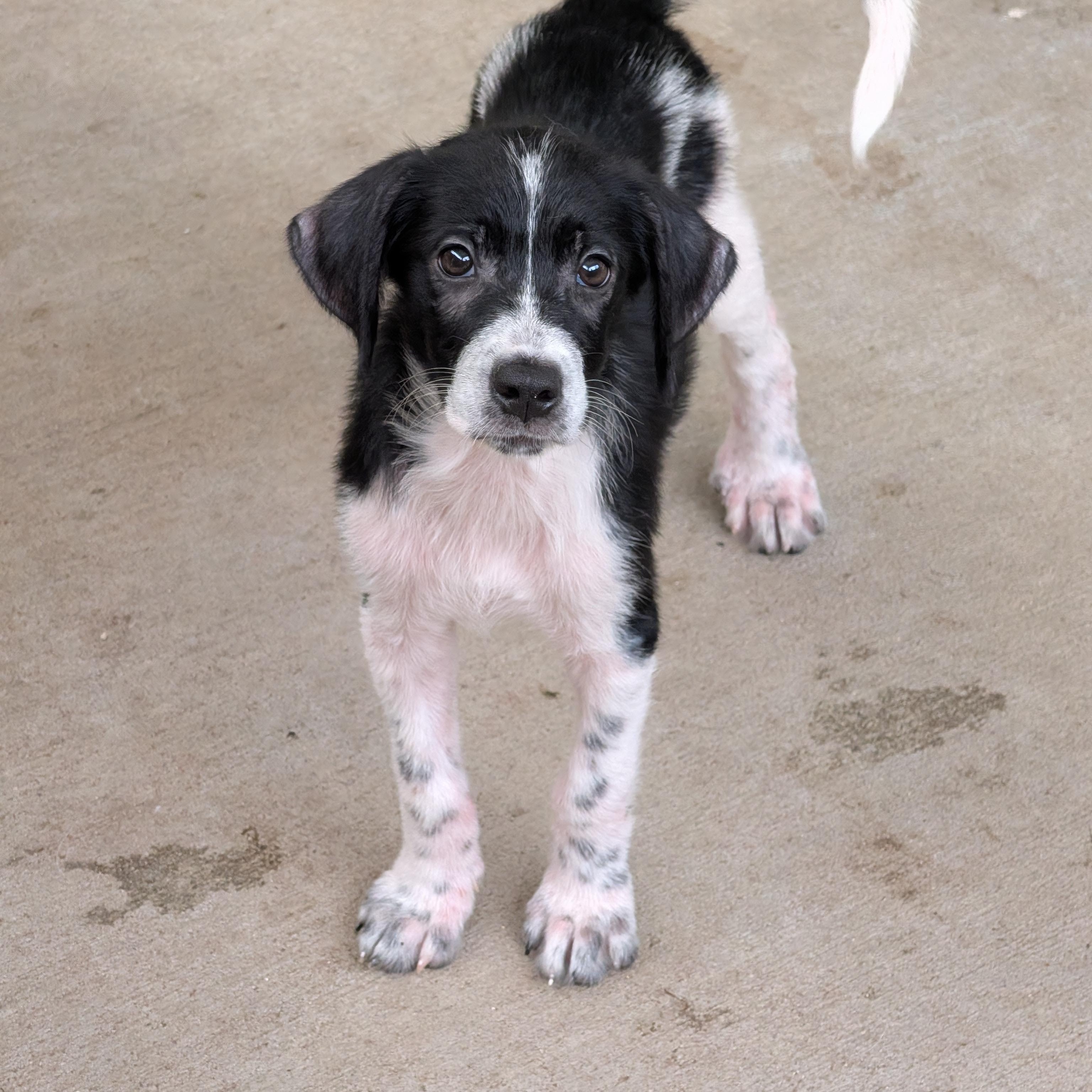 Jack, a Adoptable mixed breed in Baton Rouge, LA image 2/2