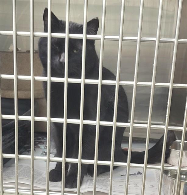 Enlarge HUNTER, a Adoptable mixed breed in Anchorage, AK image 1/1