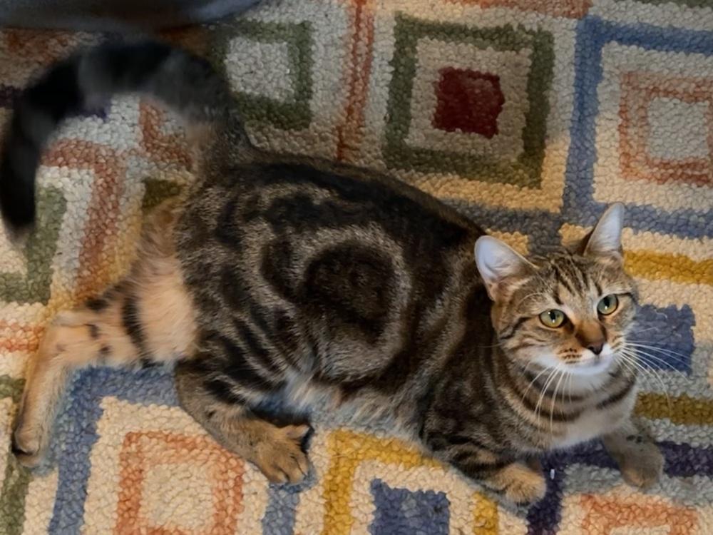 Enlarge NYT (Newt), a Adoptable mixed breed in Warren, CT image 5/6