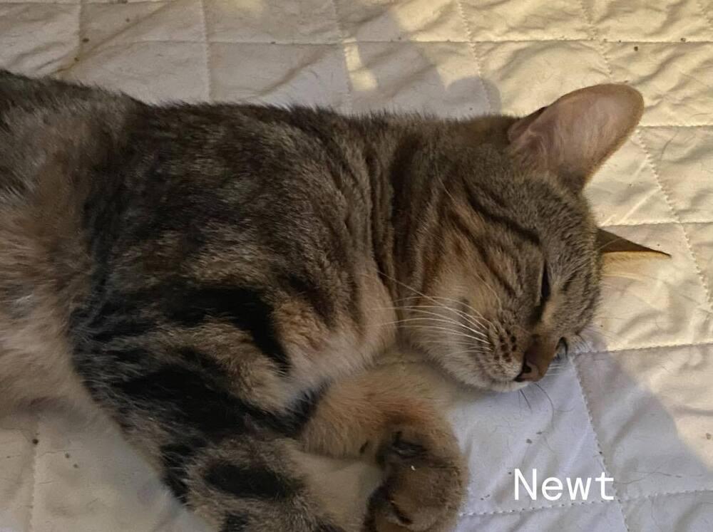 Enlarge NYT (Newt), a Adoptable mixed breed in Warren, CT image 6/6