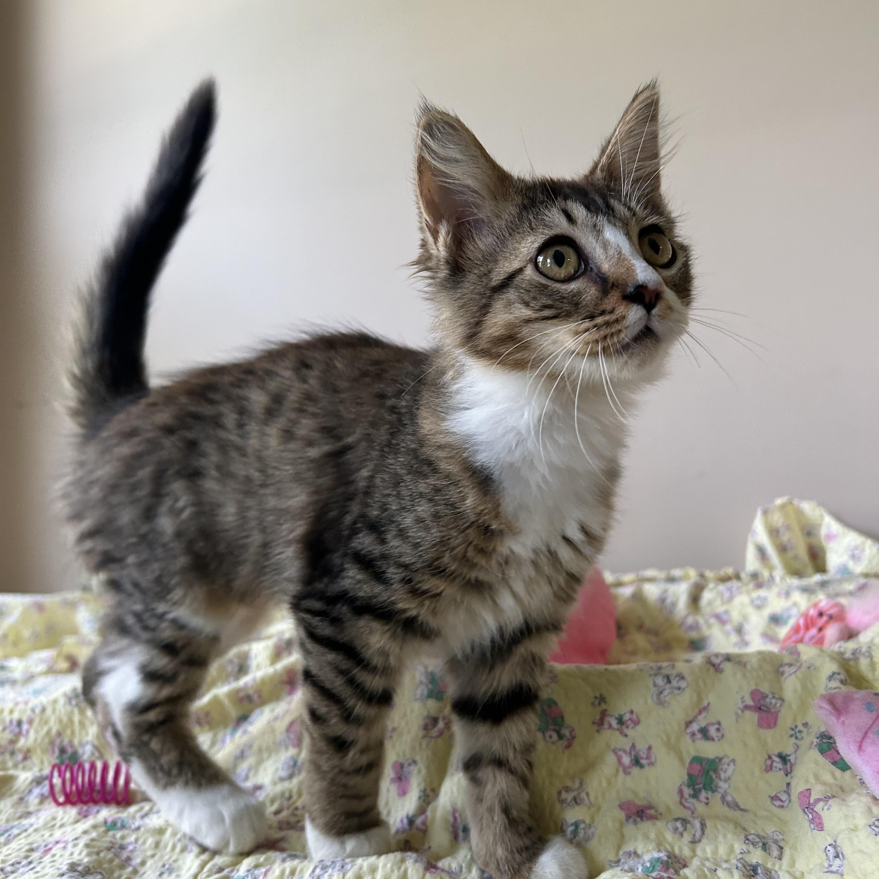 Enlarge Brenda Sue, an adopted Domestic Long Hair in Seymour, TN image 2/6