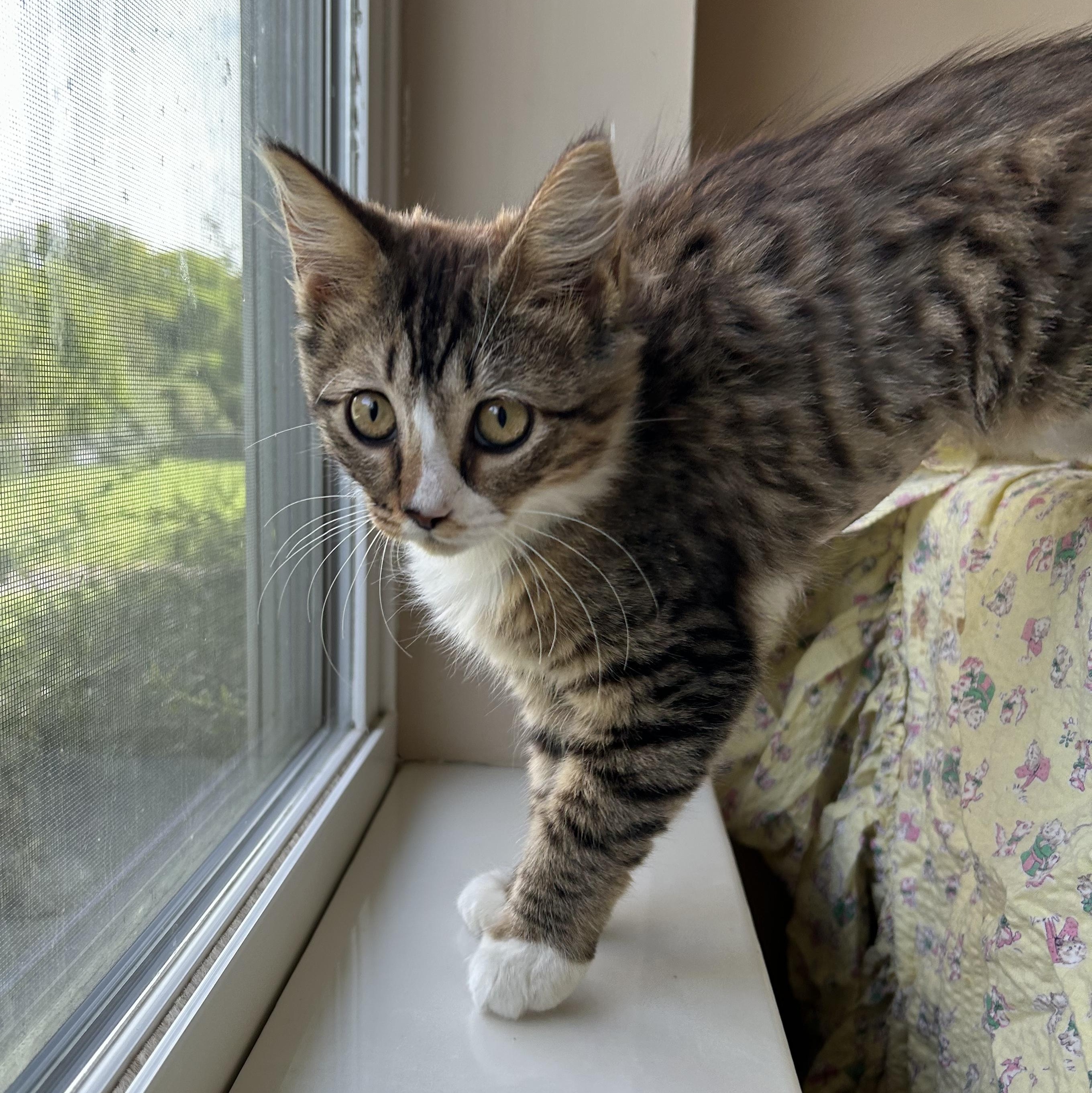 Enlarge Brenda Sue, an adopted Domestic Long Hair in Seymour, TN image 3/6