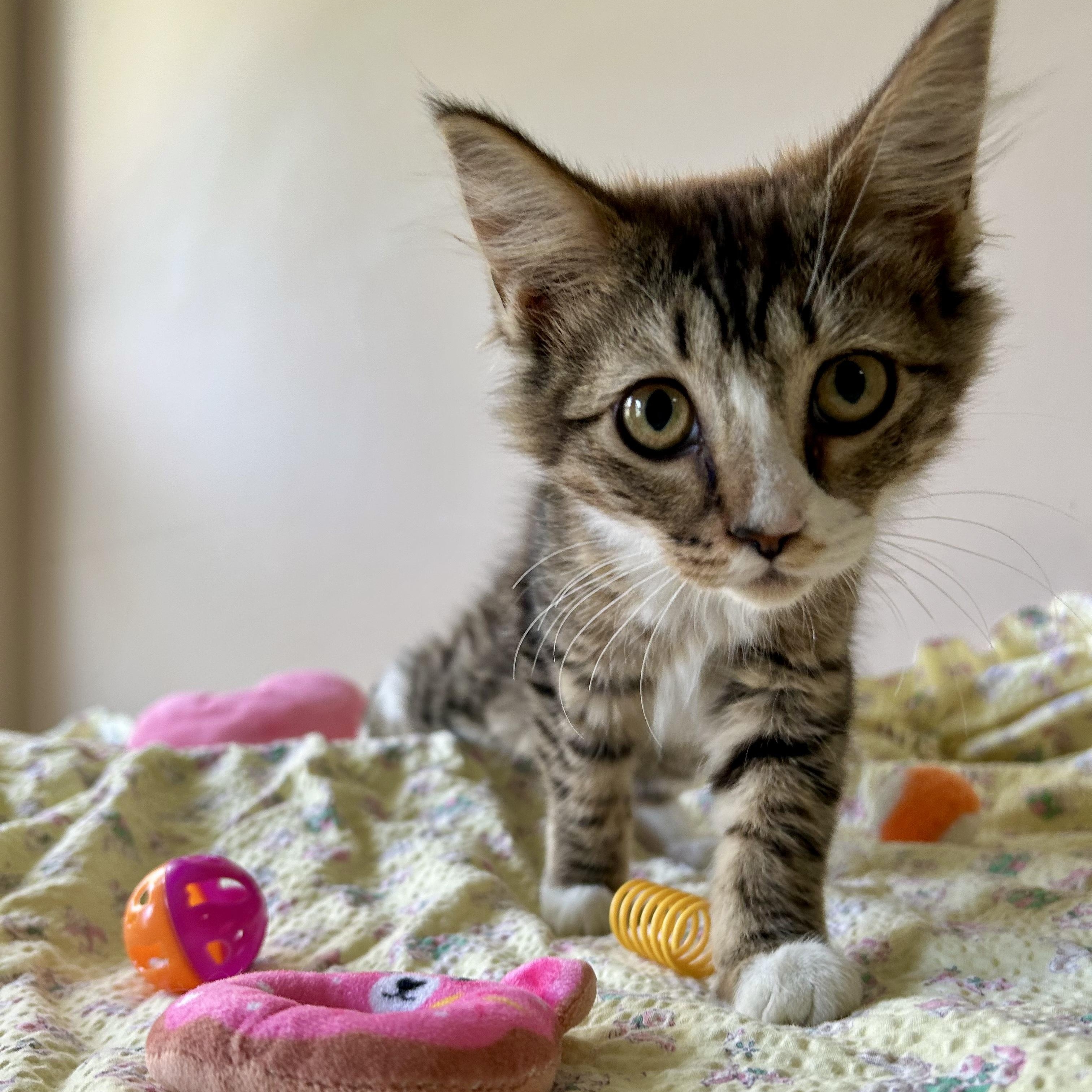 Enlarge Brenda Sue, an adopted Domestic Long Hair in Seymour, TN image 6/6