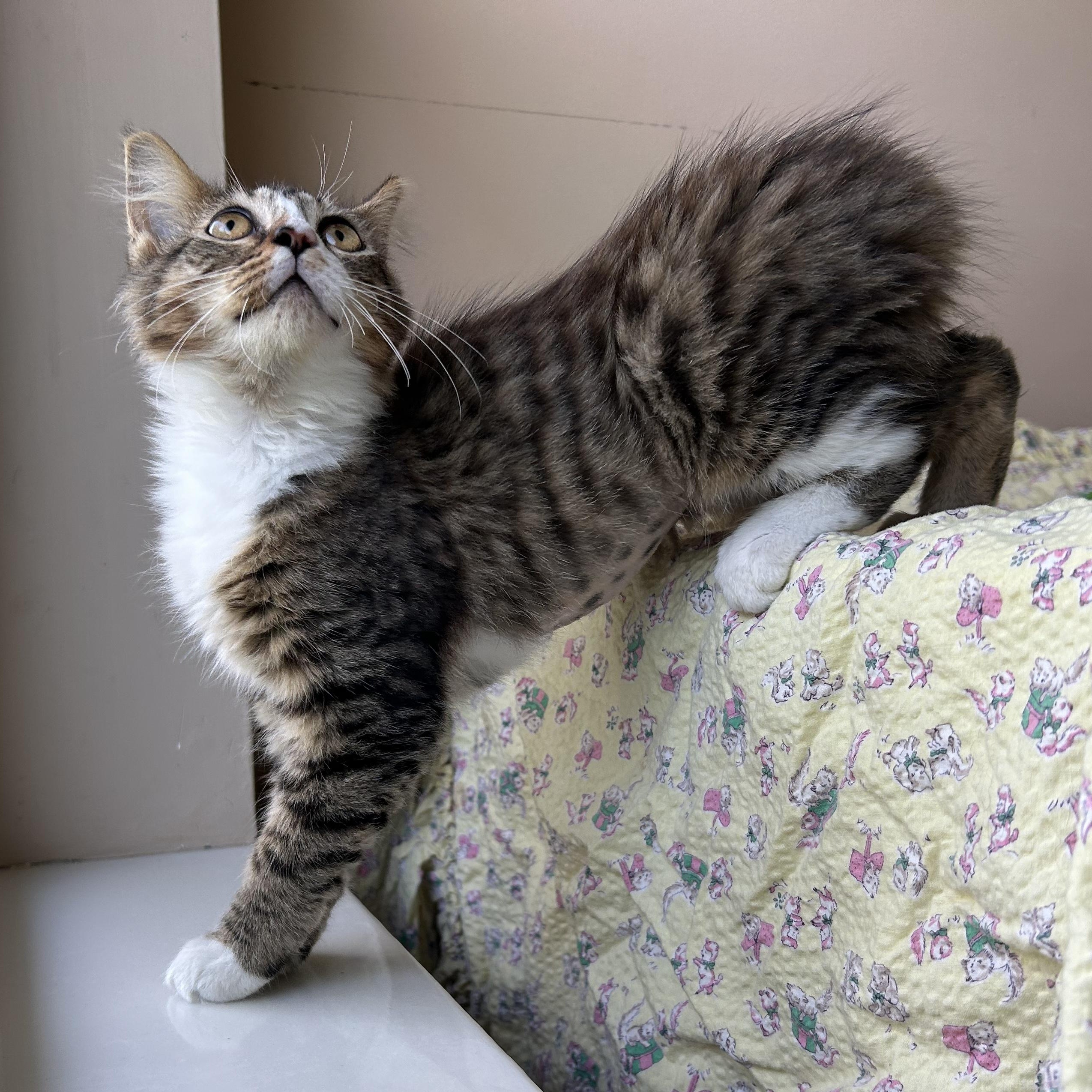 Enlarge Brenda Sue, an adopted Domestic Long Hair in Seymour, TN image 5/6