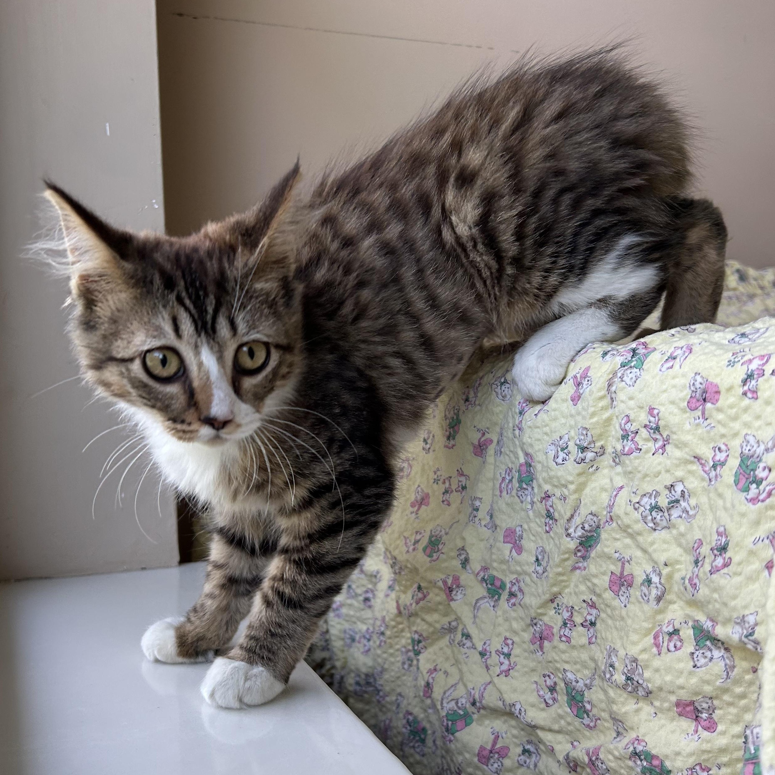 Enlarge Brenda Sue, an adopted Domestic Long Hair in Seymour, TN image 4/6