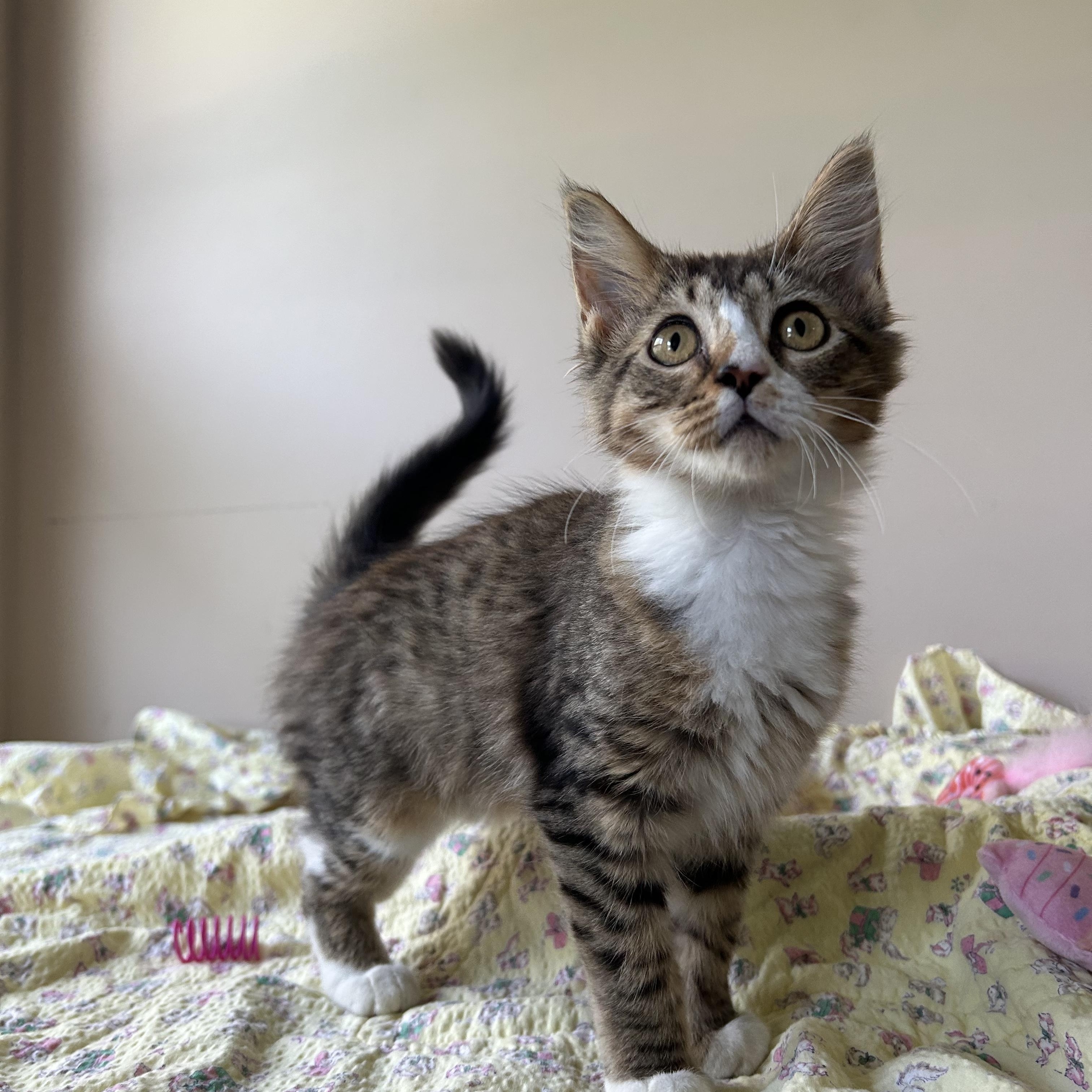 Enlarge Brenda Sue, an adopted Domestic Long Hair in Seymour, TN image 1/6