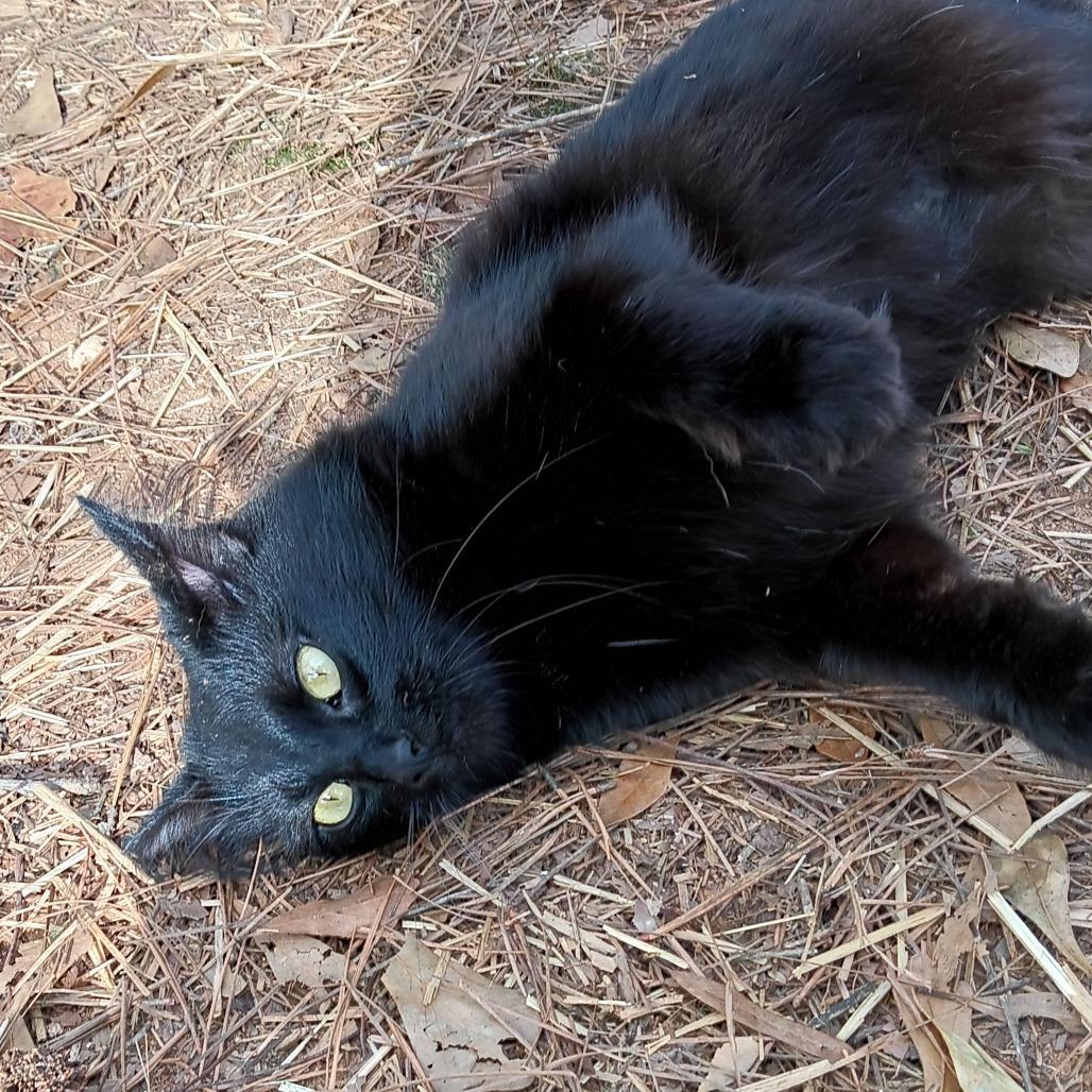 Enlarge Luna Nyx, a Adoptable Domestic Medium Hair in Valley, AL image 1/2