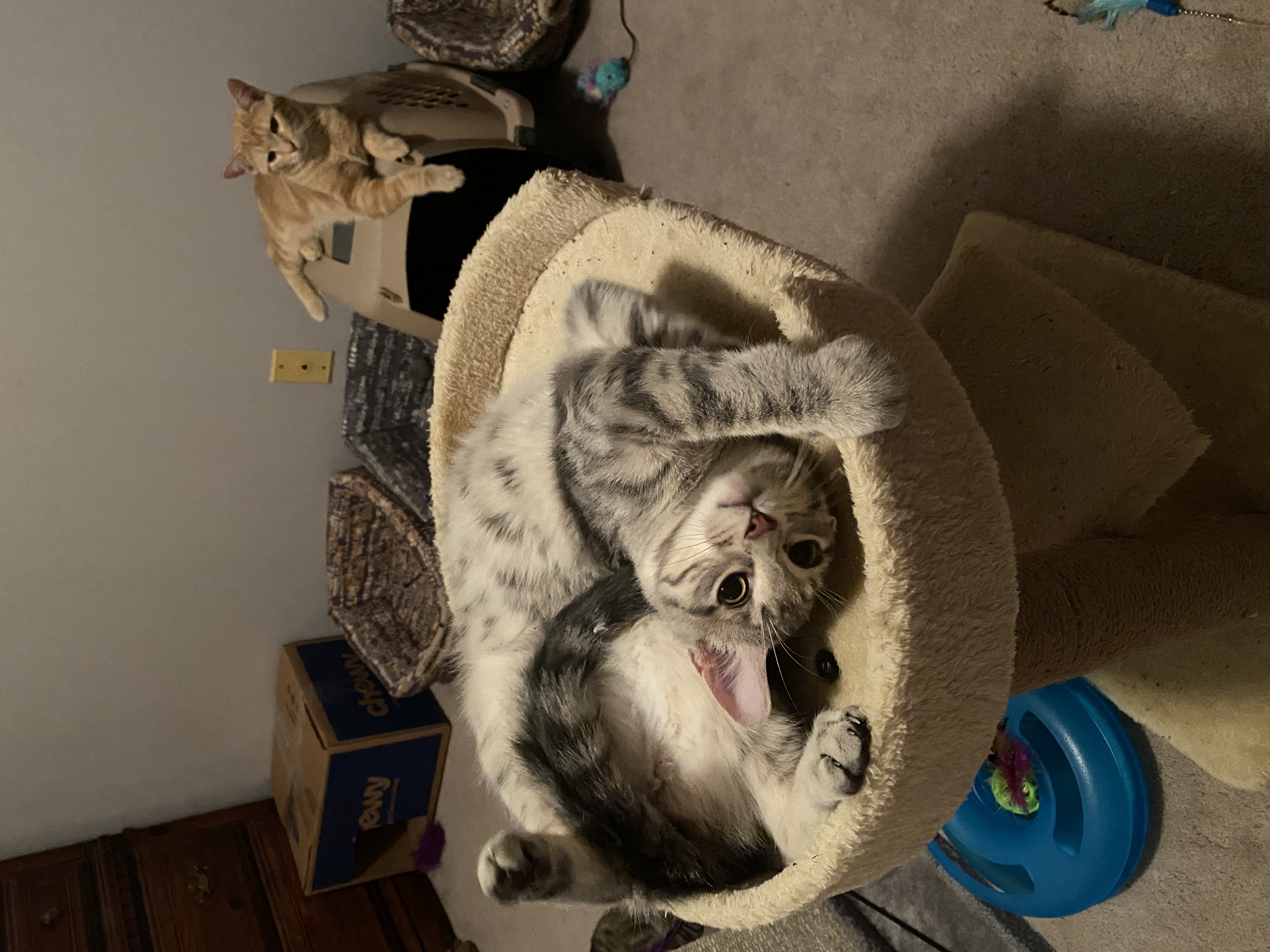 Pokey, Adoptable, Young Male Domestic Short Hair.