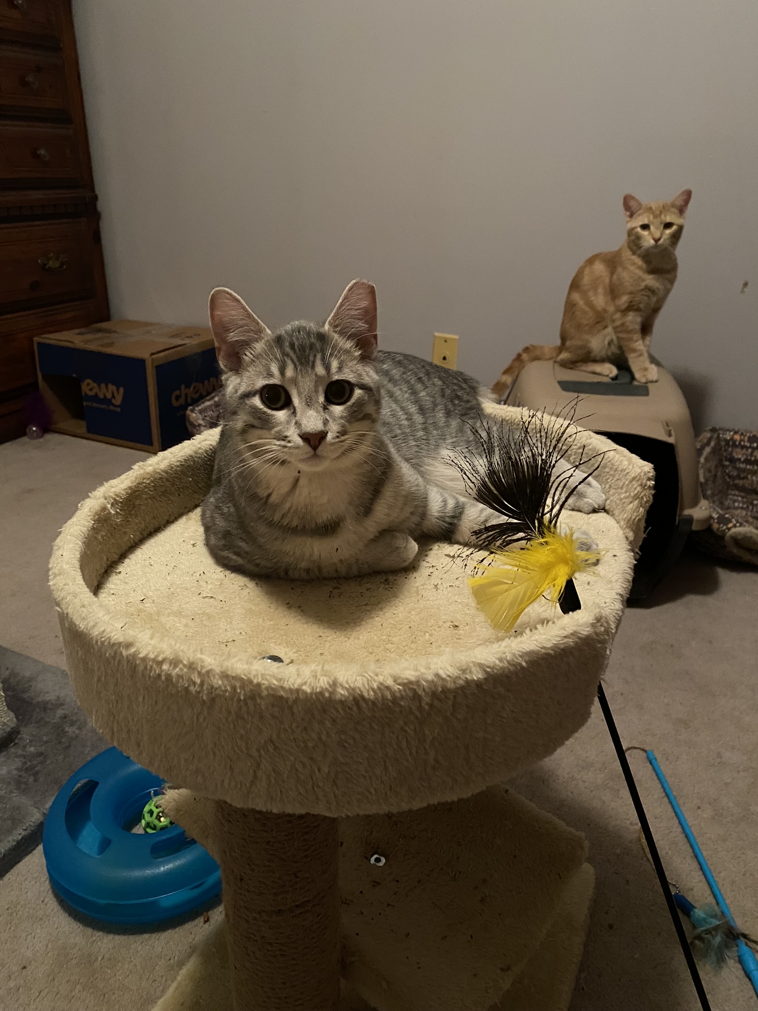 Pokey, a Adoptable Domestic Short Hair in Grayslake, IL image 2/6