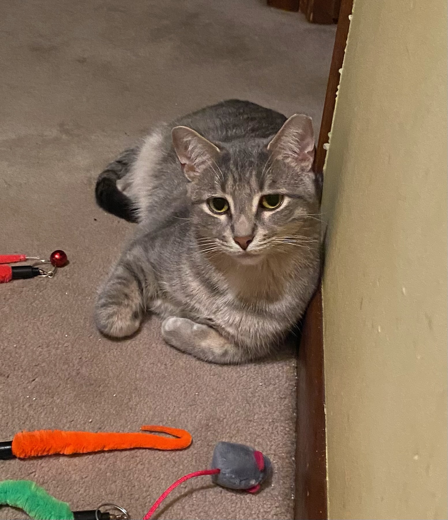 Pokey, a Adoptable Domestic Short Hair in Grayslake, IL image 3/6