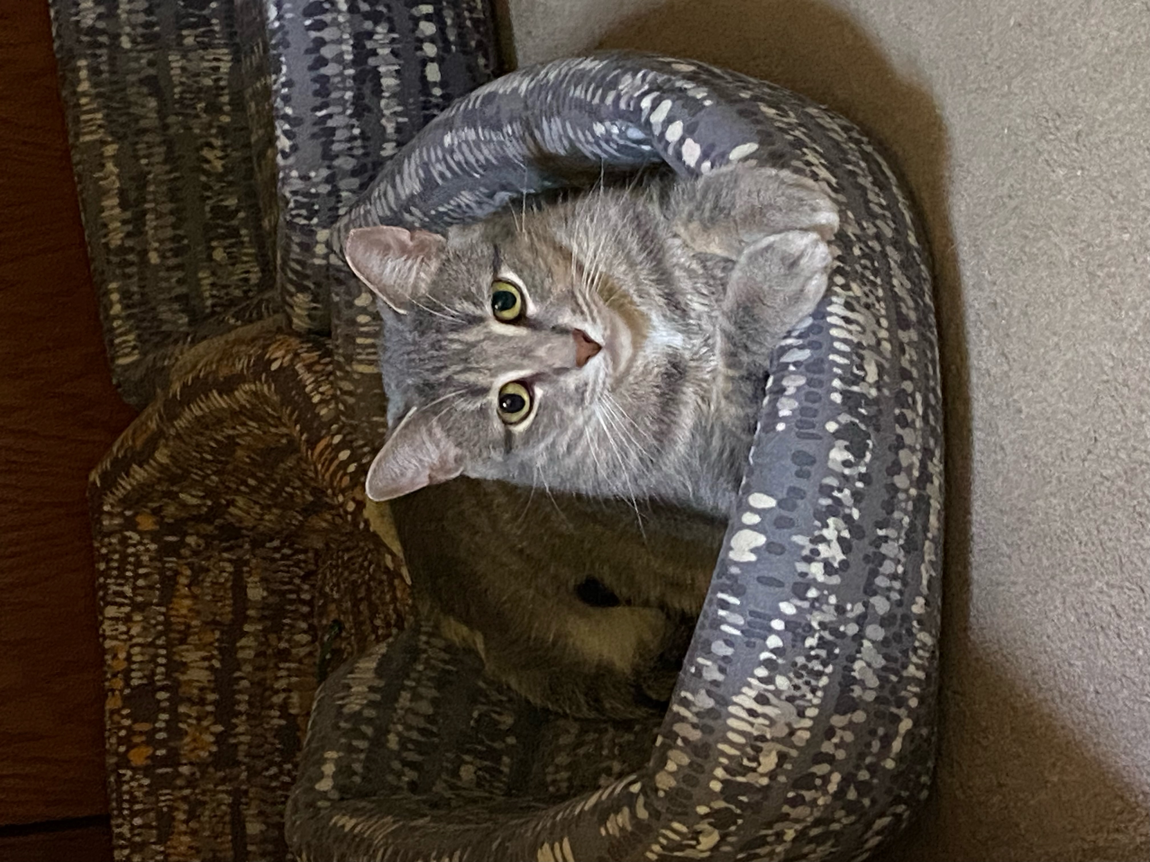 Pokey, a Adoptable Domestic Short Hair in Grayslake, IL image 4/6