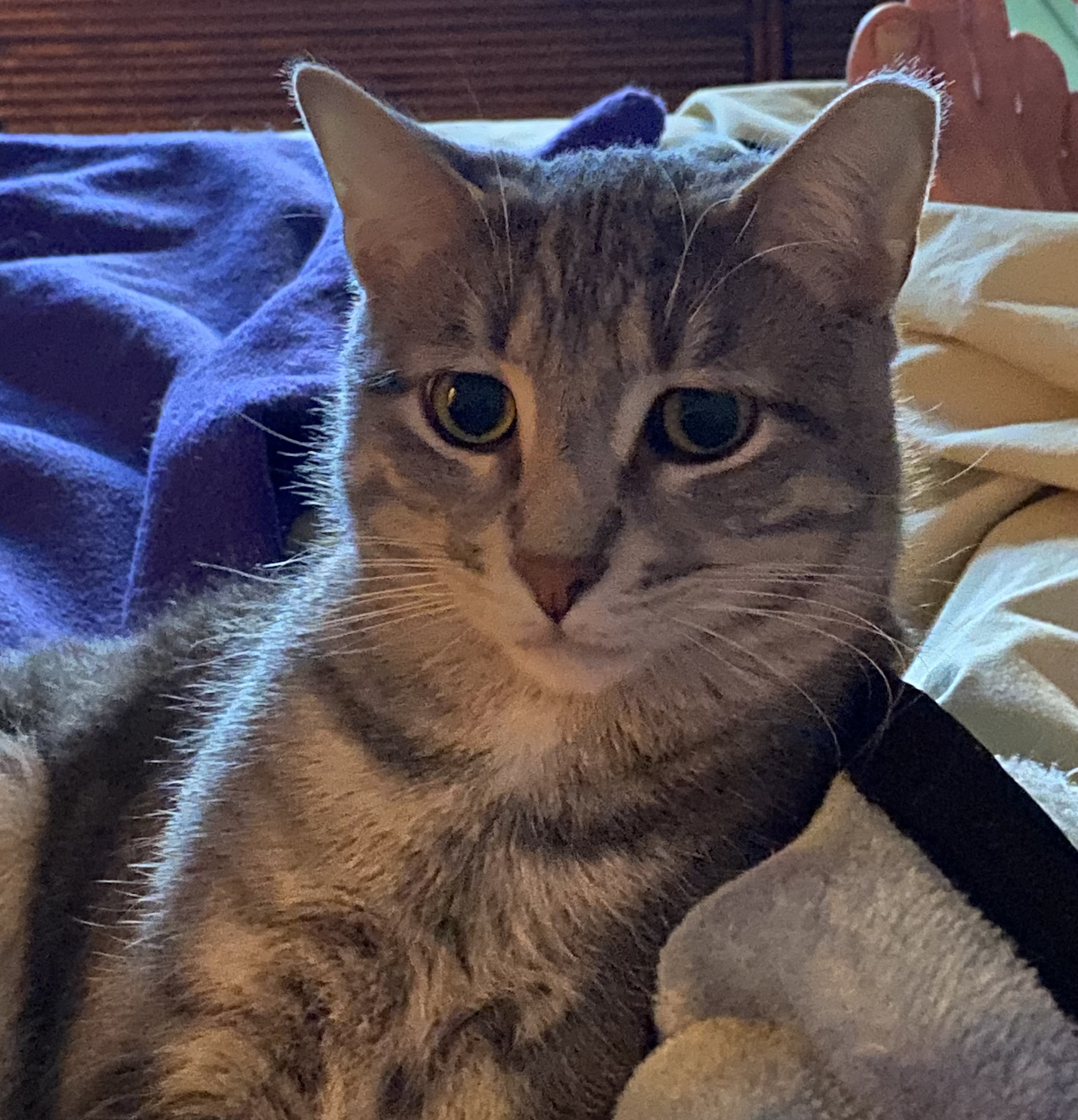 Pokey, a Adoptable Domestic Short Hair in Grayslake, IL image 5/6