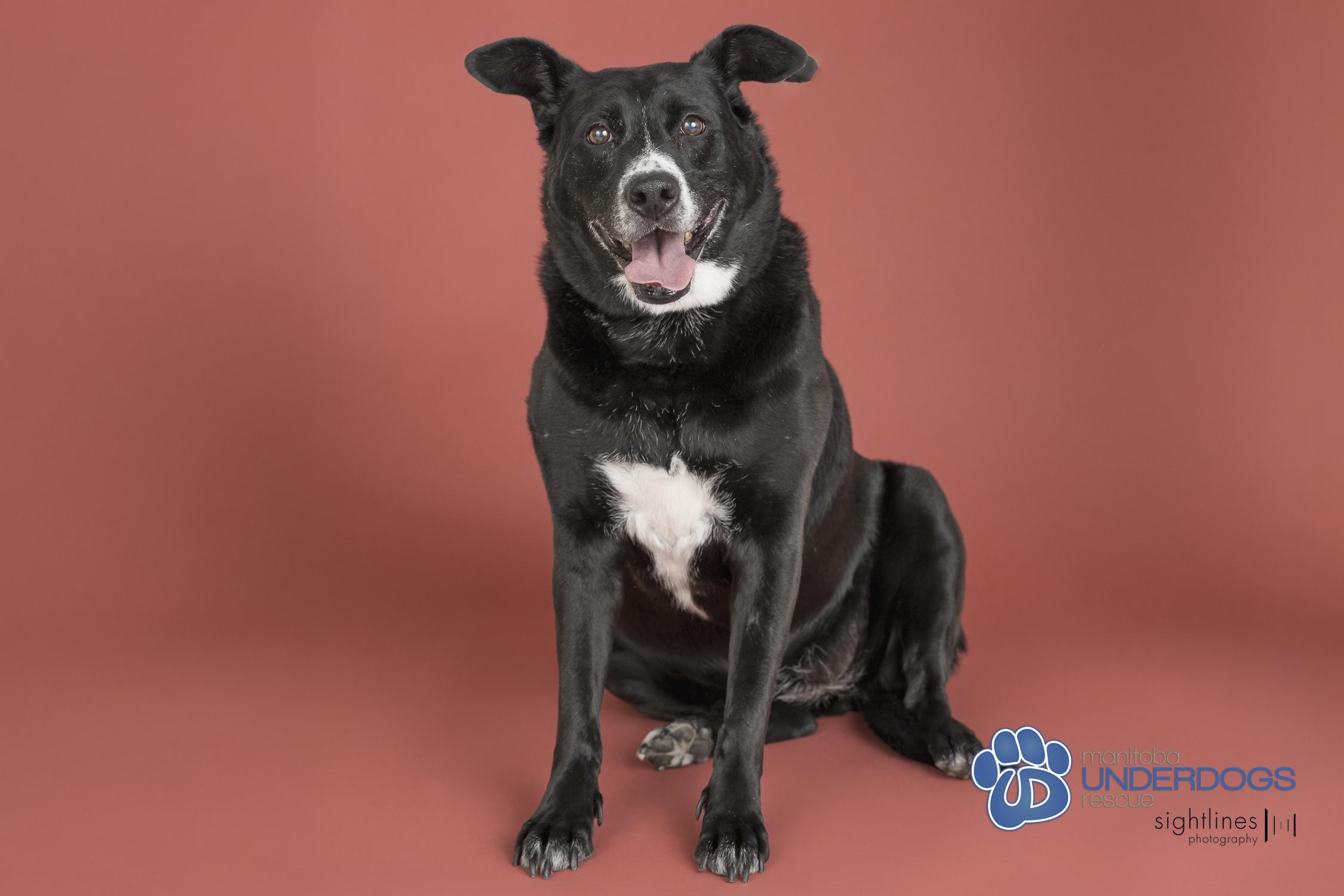 Lassie, an adoptable Labrador Retriever, Collie in Winnipeg, MB, R2M 2K2 | Photo Image 3