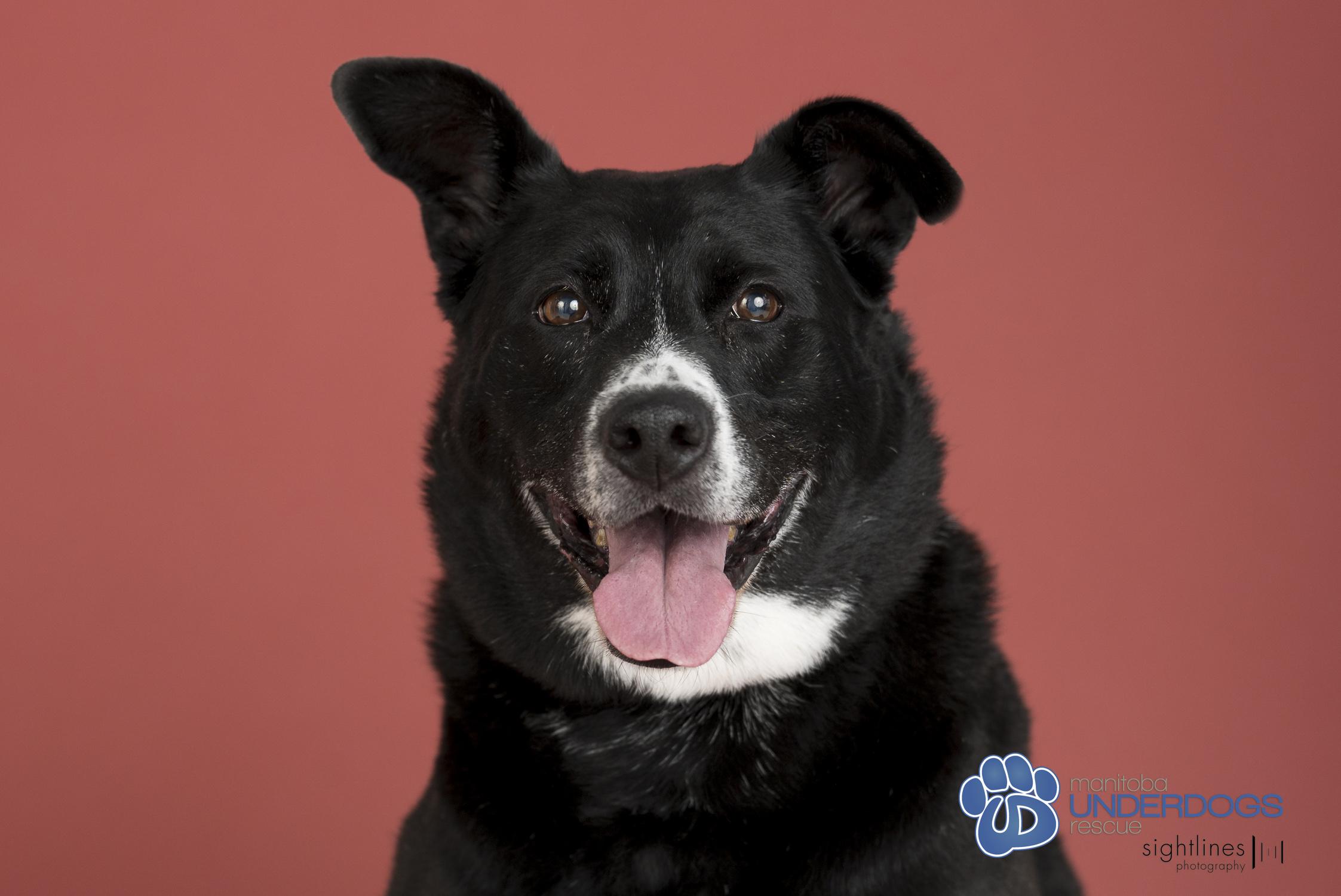 Lassie, an adoptable Labrador Retriever, Collie in Winnipeg, MB, R2M 2K2 | Photo Image 1