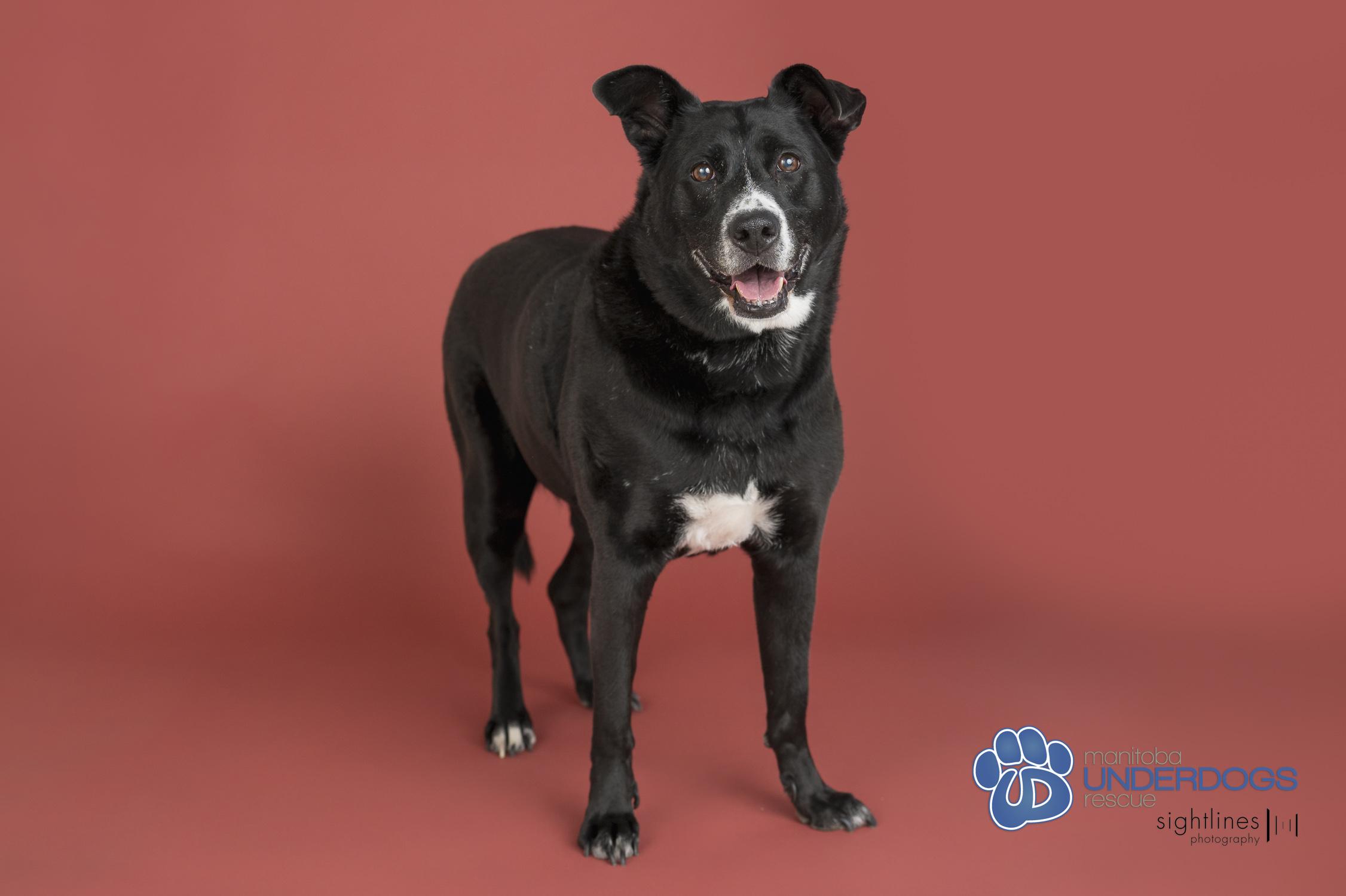 Lassie, an adoptable Labrador Retriever, Collie in Winnipeg, MB, R2M 2K2 | Photo Image 2