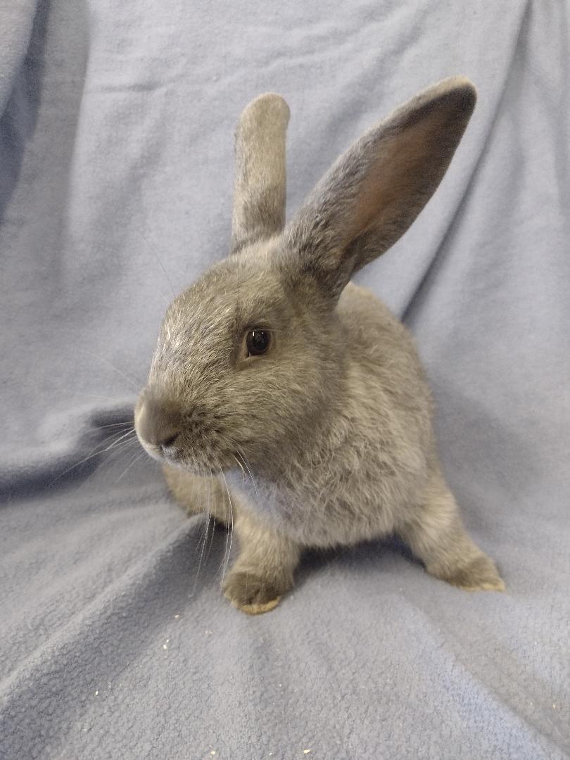 Enlarge Grayson, a Adoptable Lilac in Plymouth, MI image 2/4