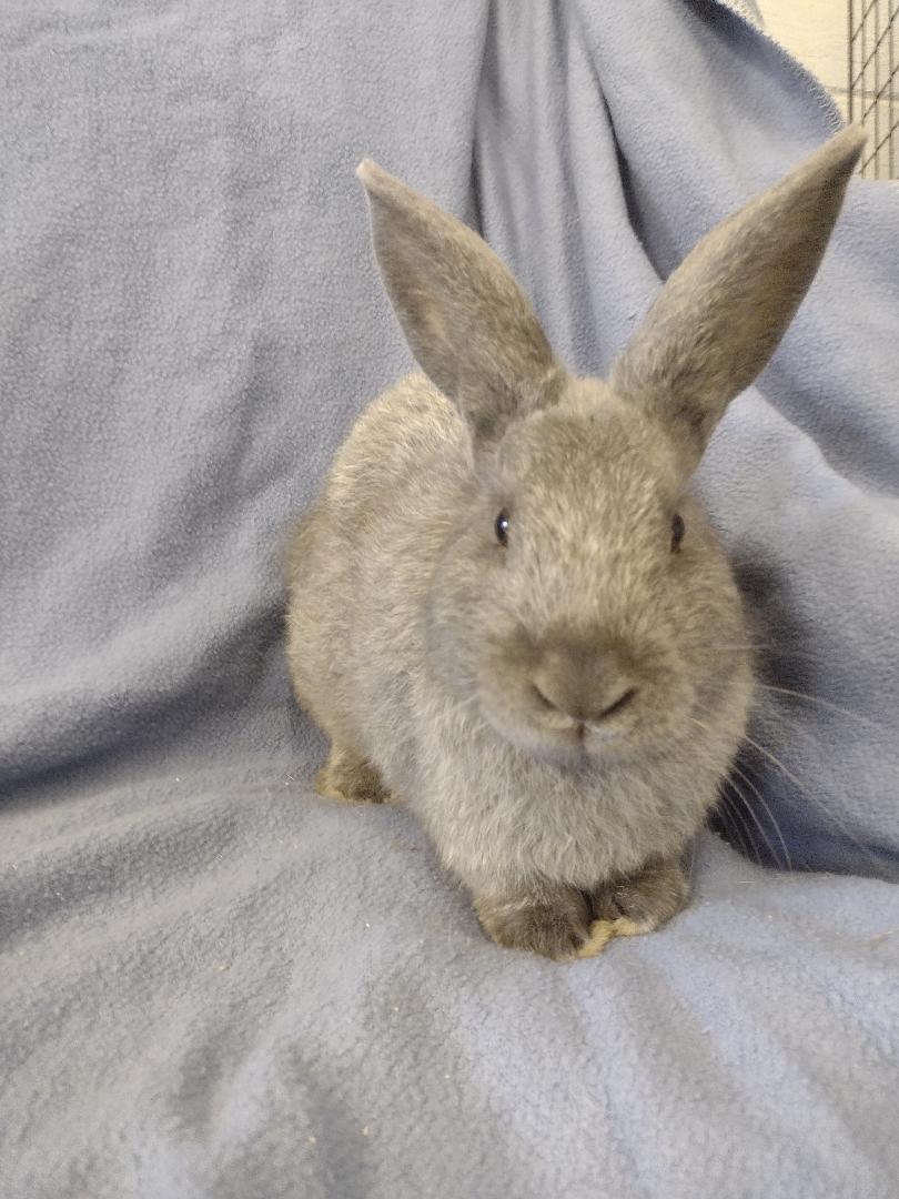 Enlarge Grayson, a Adoptable Lilac in Plymouth, MI image 3/4