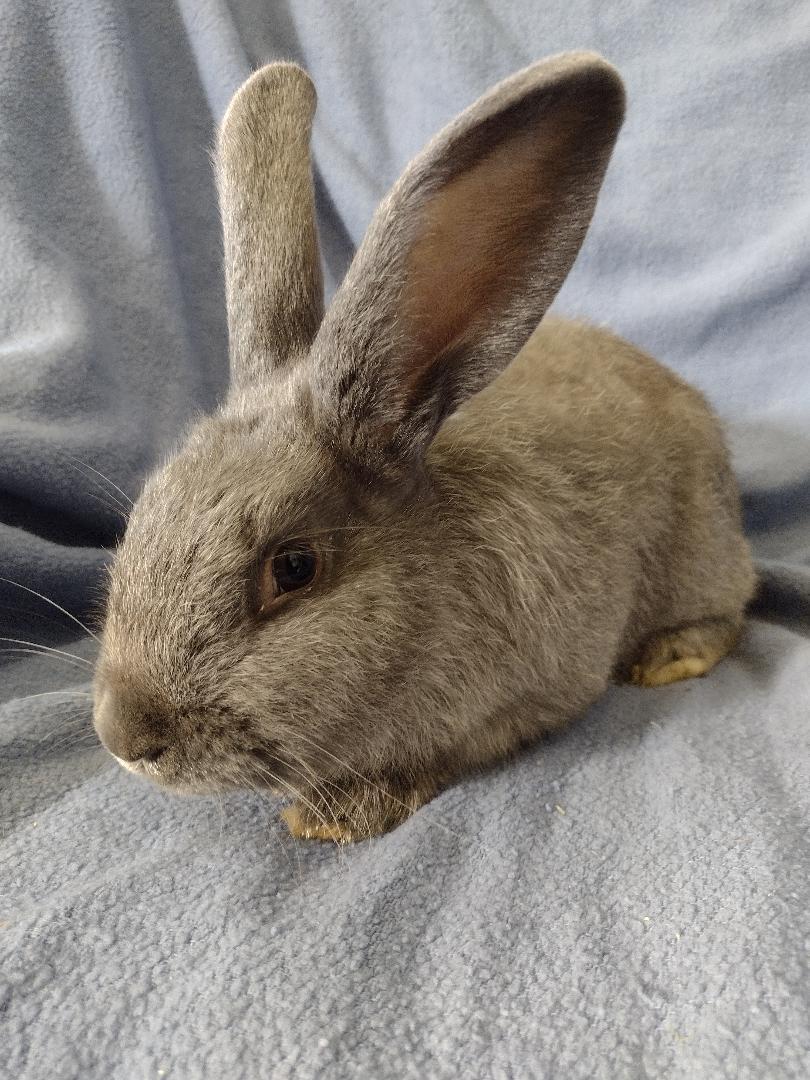 Enlarge Grayson, a Adoptable Lilac in Plymouth, MI image 4/4