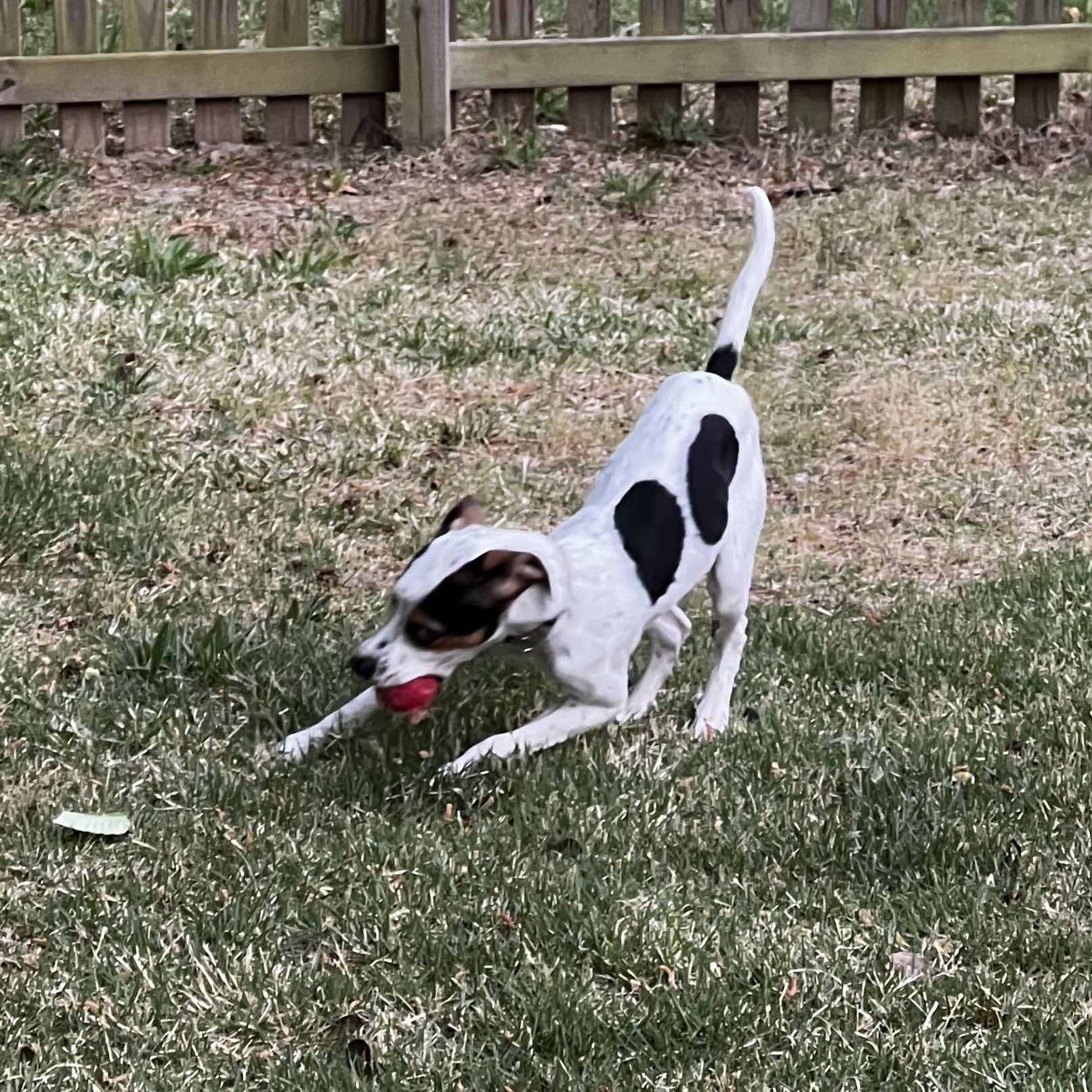 Enlarge Spot, a ADOPTABLE mixed breed in Richmond, VA image 4/5