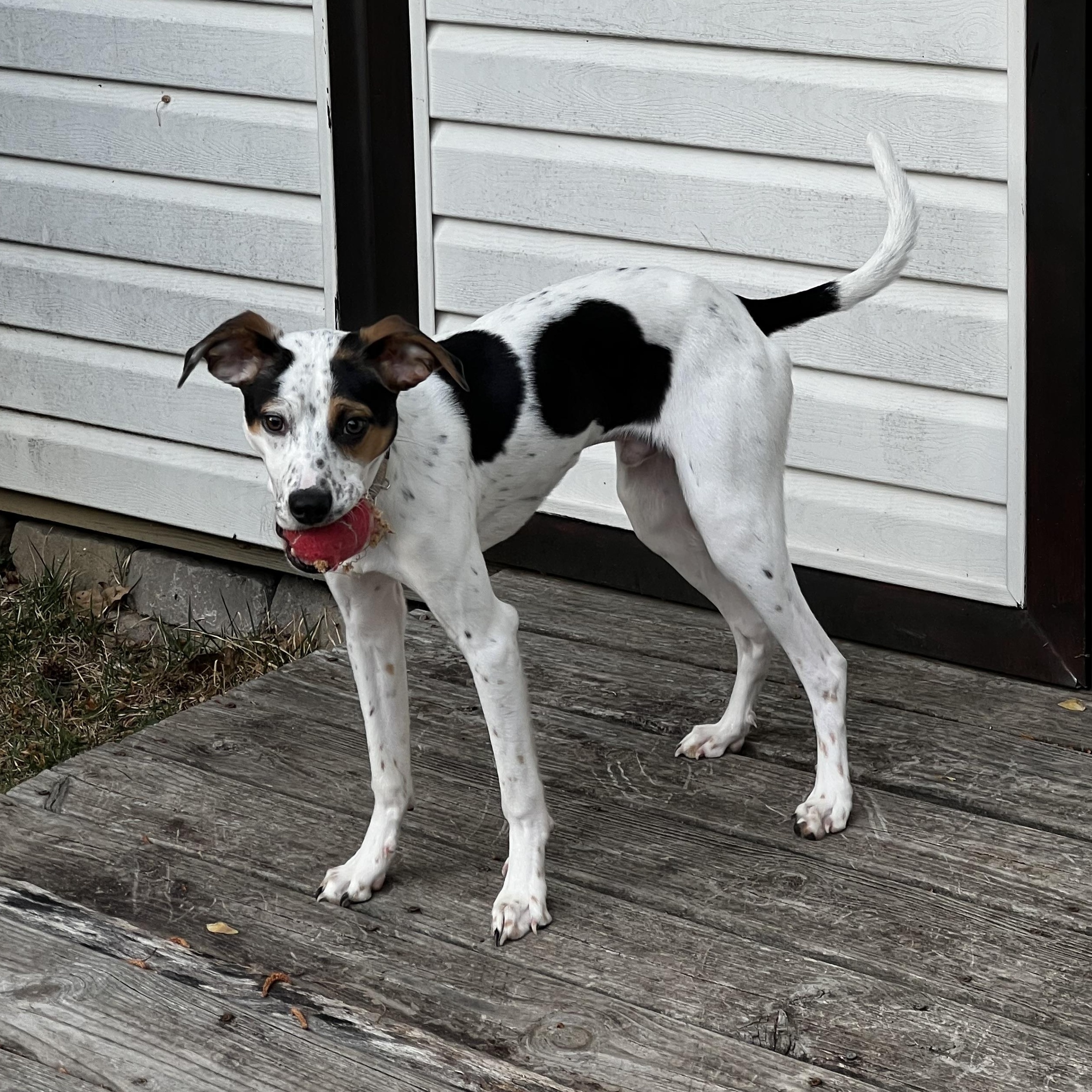 Enlarge Spot, a ADOPTABLE mixed breed in Richmond, VA image 2/5