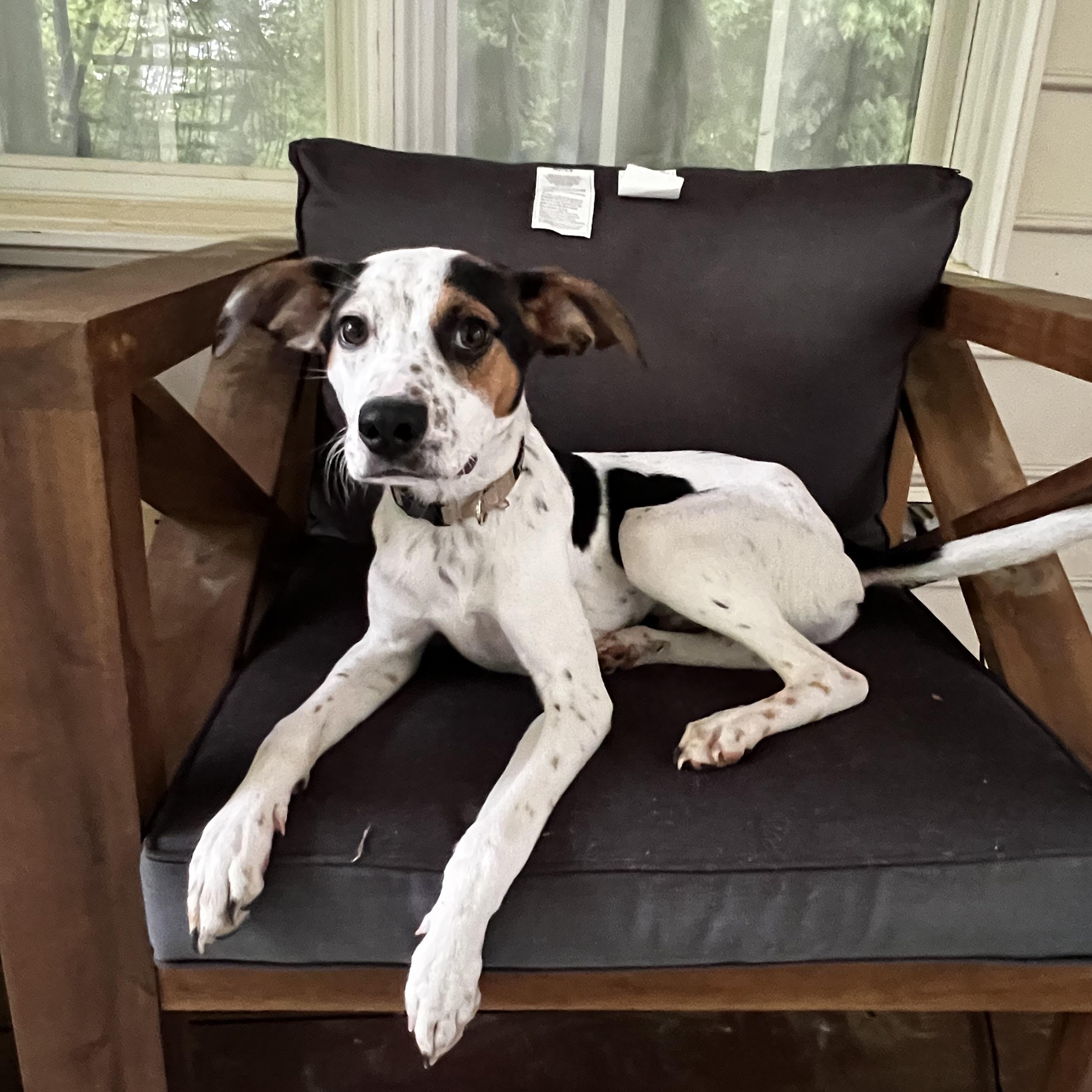 Spot, ADOPTABLE, Young Male Beagle & Mixed Breed.