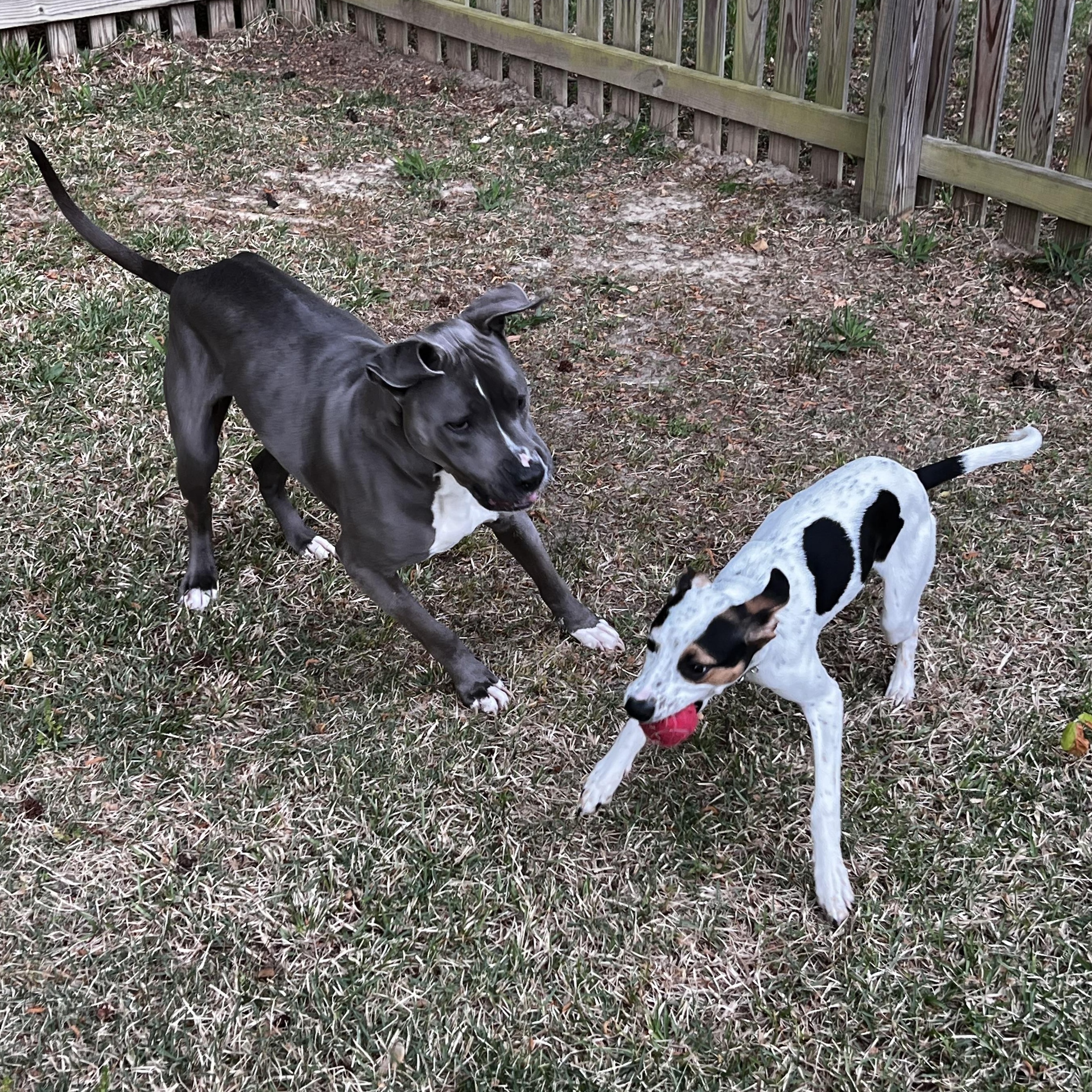 Enlarge Spot, a ADOPTABLE mixed breed in Richmond, VA image 3/5