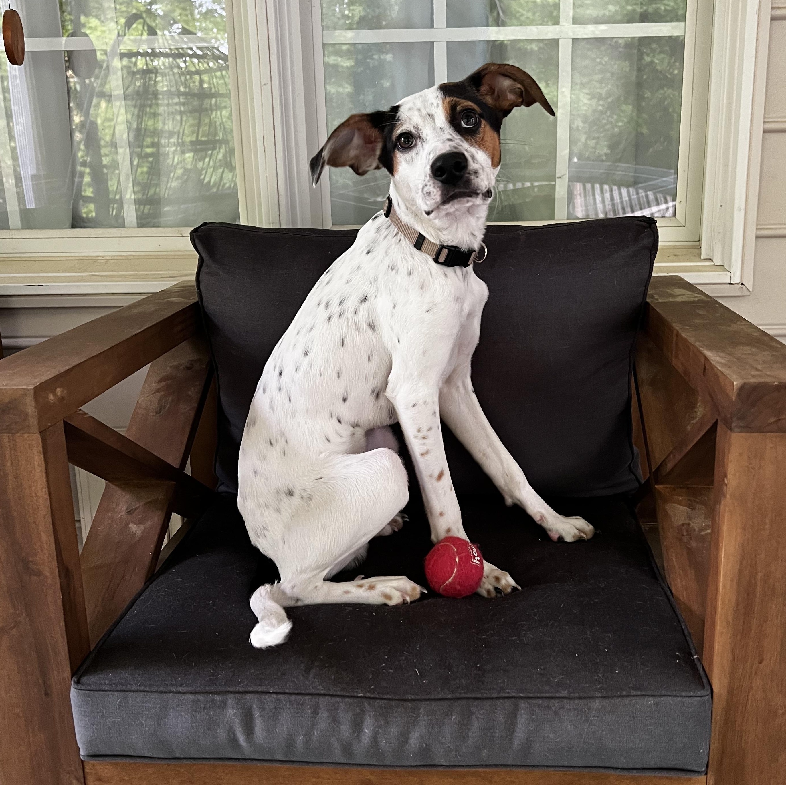 Enlarge Spot, a ADOPTABLE mixed breed in Richmond, VA image 5/5
