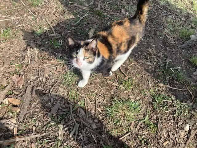 Enlarge Duchess, a Adoptable mixed breed in Olney, IL image 1/1