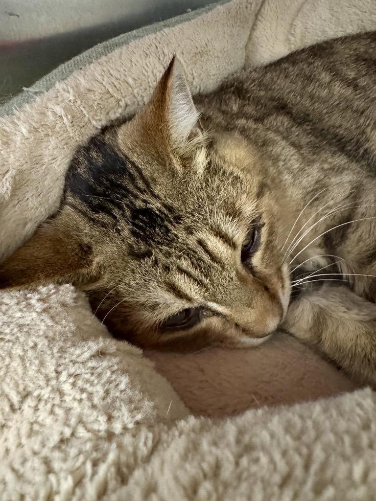 Enlarge Vernors, a Adoptable Domestic Short Hair in Midland, MI image 3/4