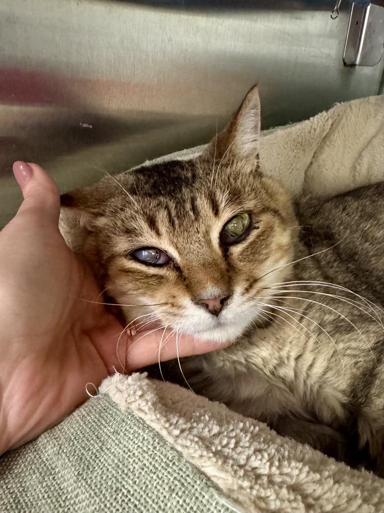 Vernors, Adoptable, Adult Male Domestic Short Hair.