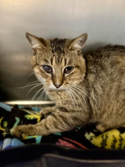 Enlarge Vernors, a Adoptable Domestic Short Hair in Midland, MI image 2/4
