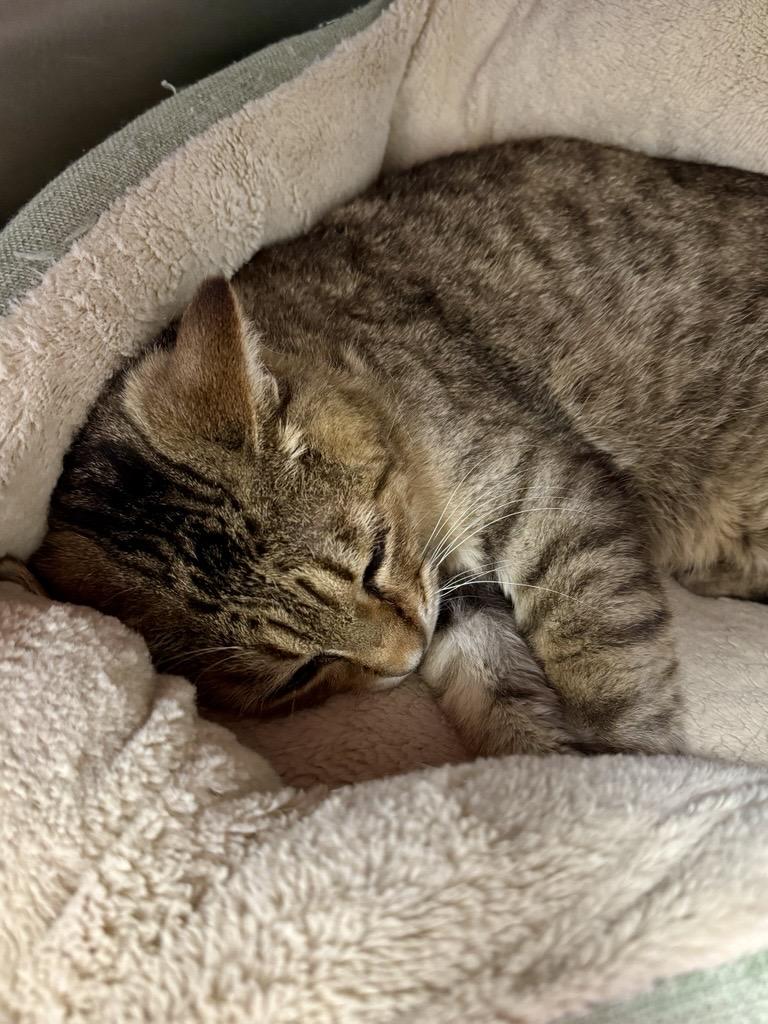 Enlarge Vernors, a Adoptable Domestic Short Hair in Midland, MI image 4/4