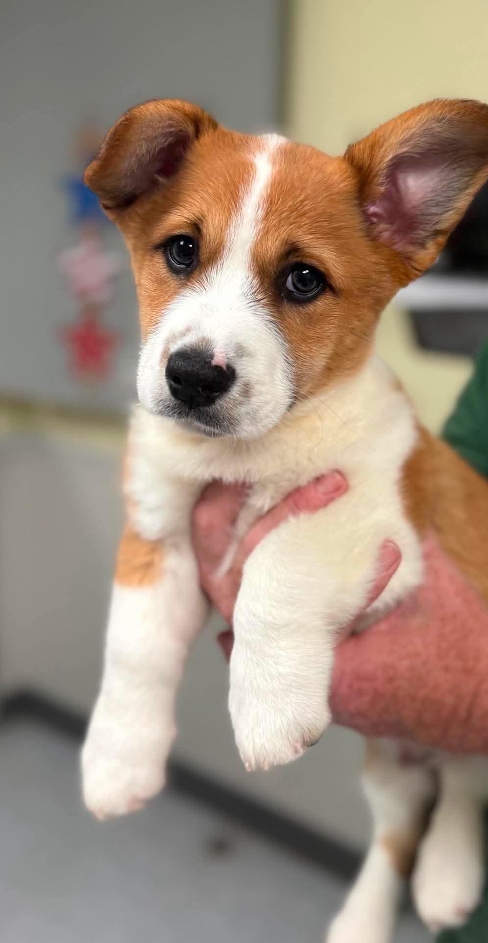 Aladdin, adopted, Puppy Male Corgi.