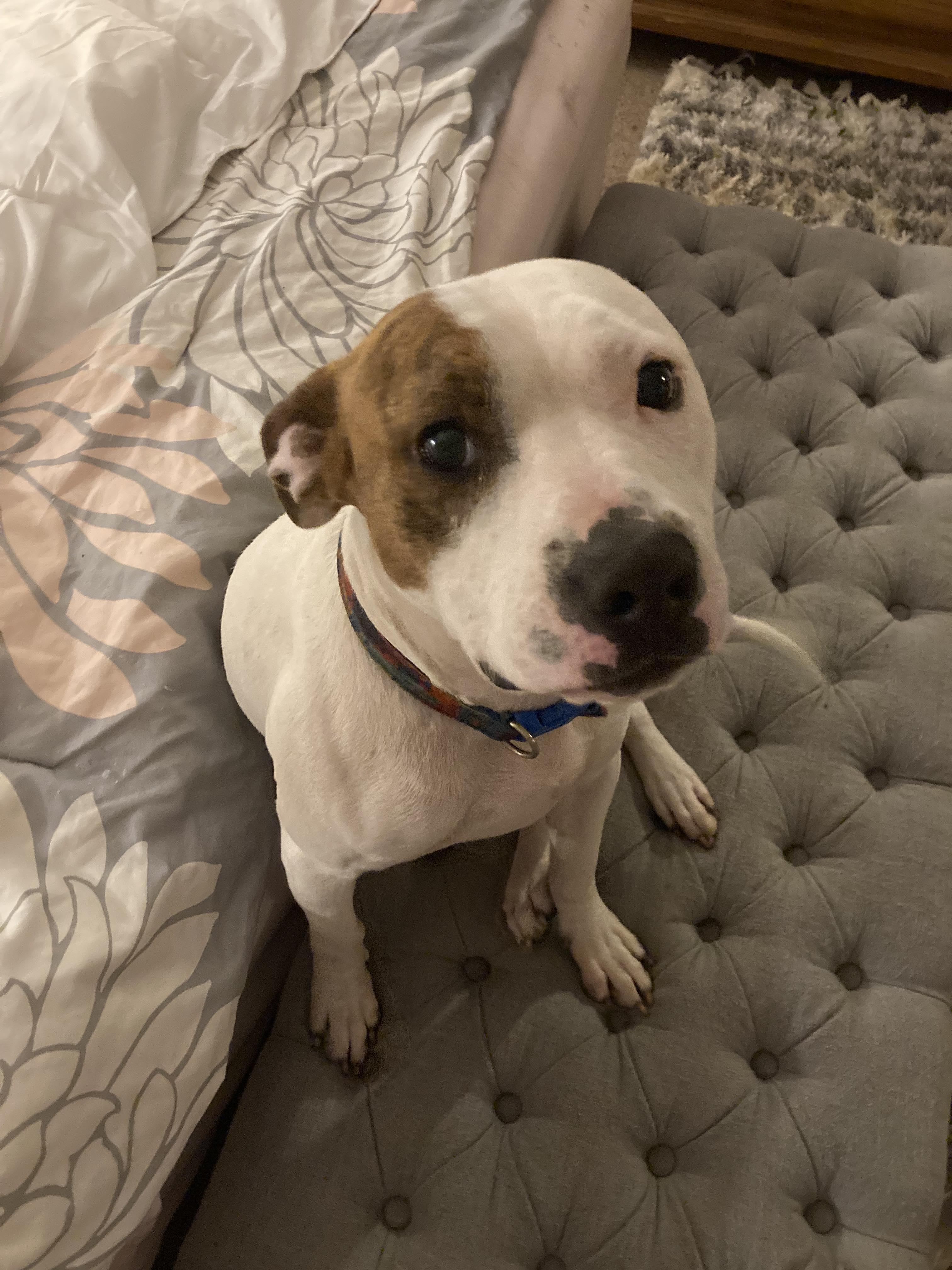 Bean, Adopted, Adult Male Pit Bull Terrier.