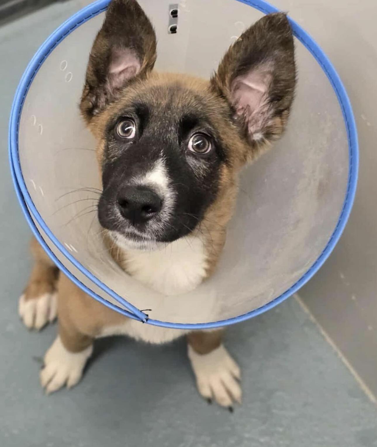 Enlarge Kendall, a ADOPTABLE mixed breed in Kankakee, IL image 1/1