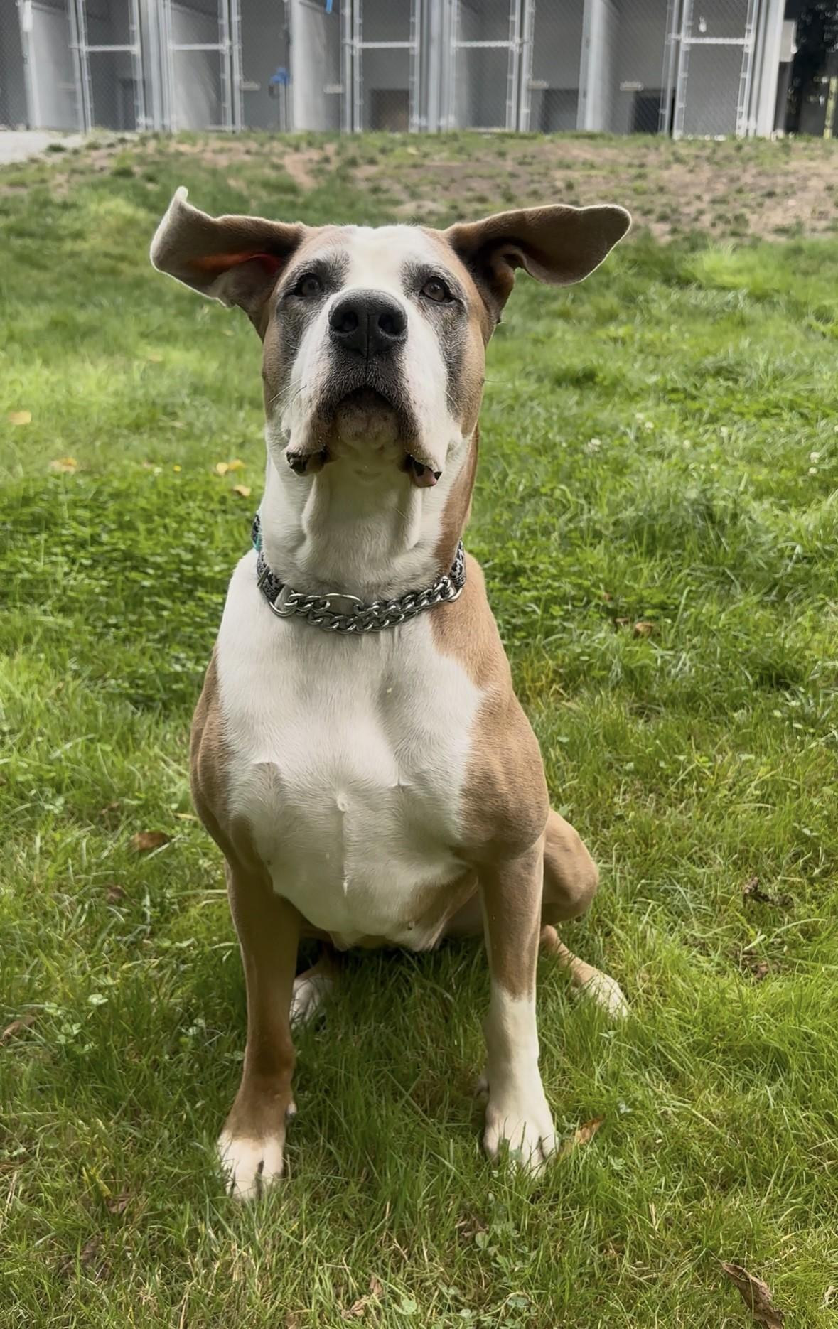 Enlarge River, a ADOPTABLE mixed breed in Delta, BC image 2/3