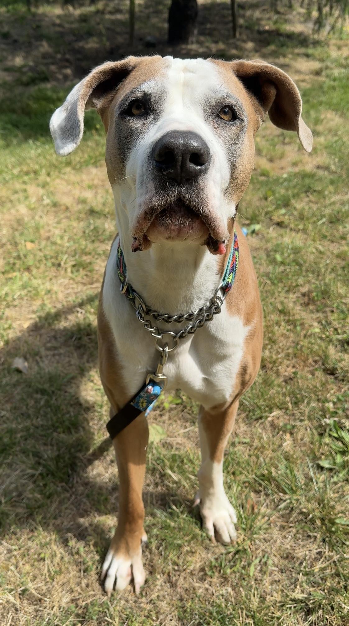 Enlarge River, a ADOPTABLE mixed breed in Delta, BC image 3/3