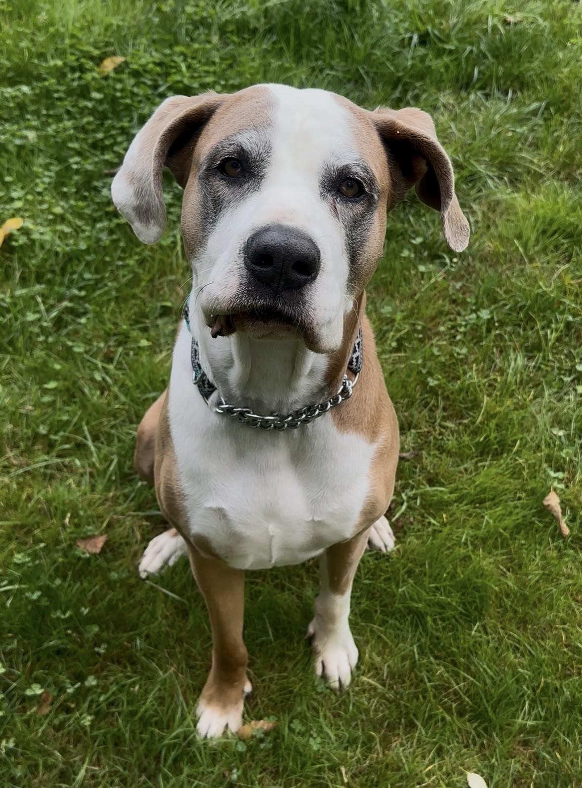 Enlarge River, a ADOPTABLE mixed breed in Delta, BC image 1/3