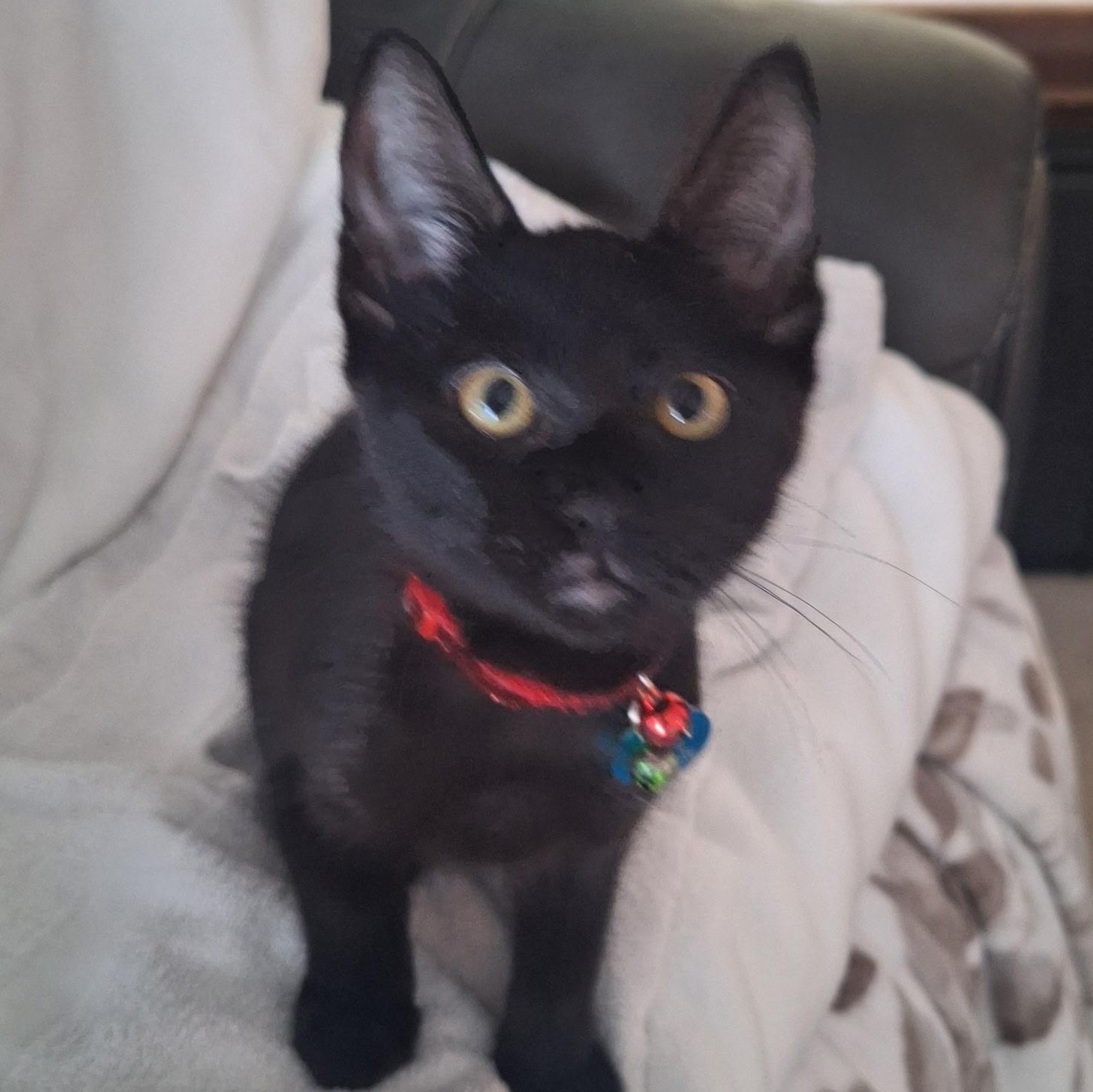 Polo, an adoptable Domestic Short Hair in Pasco, WA image 2/6