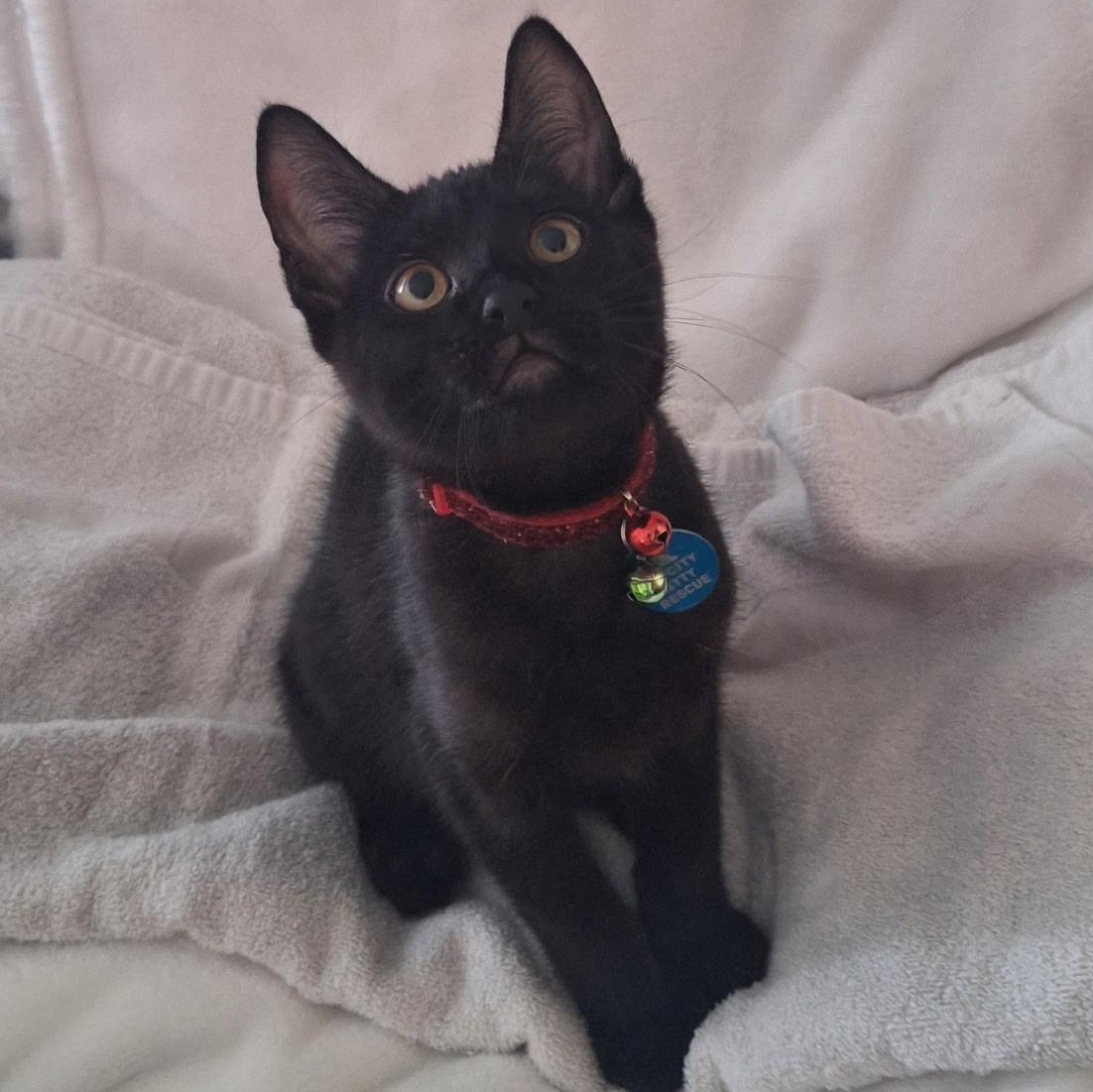 Polo, an adoptable Domestic Short Hair in Pasco, WA image 5/6
