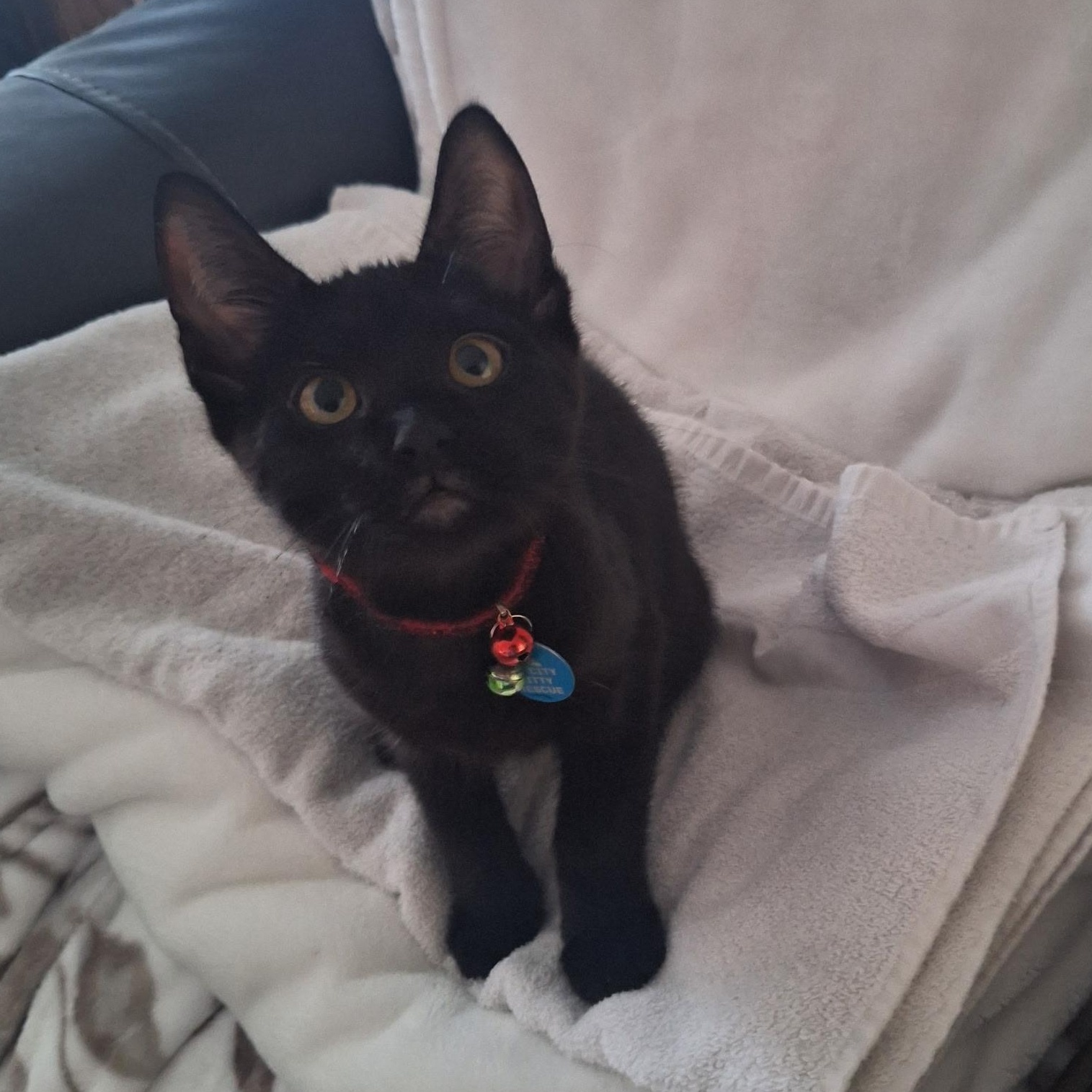 Polo, an adoptable Domestic Short Hair in Pasco, WA image 4/6