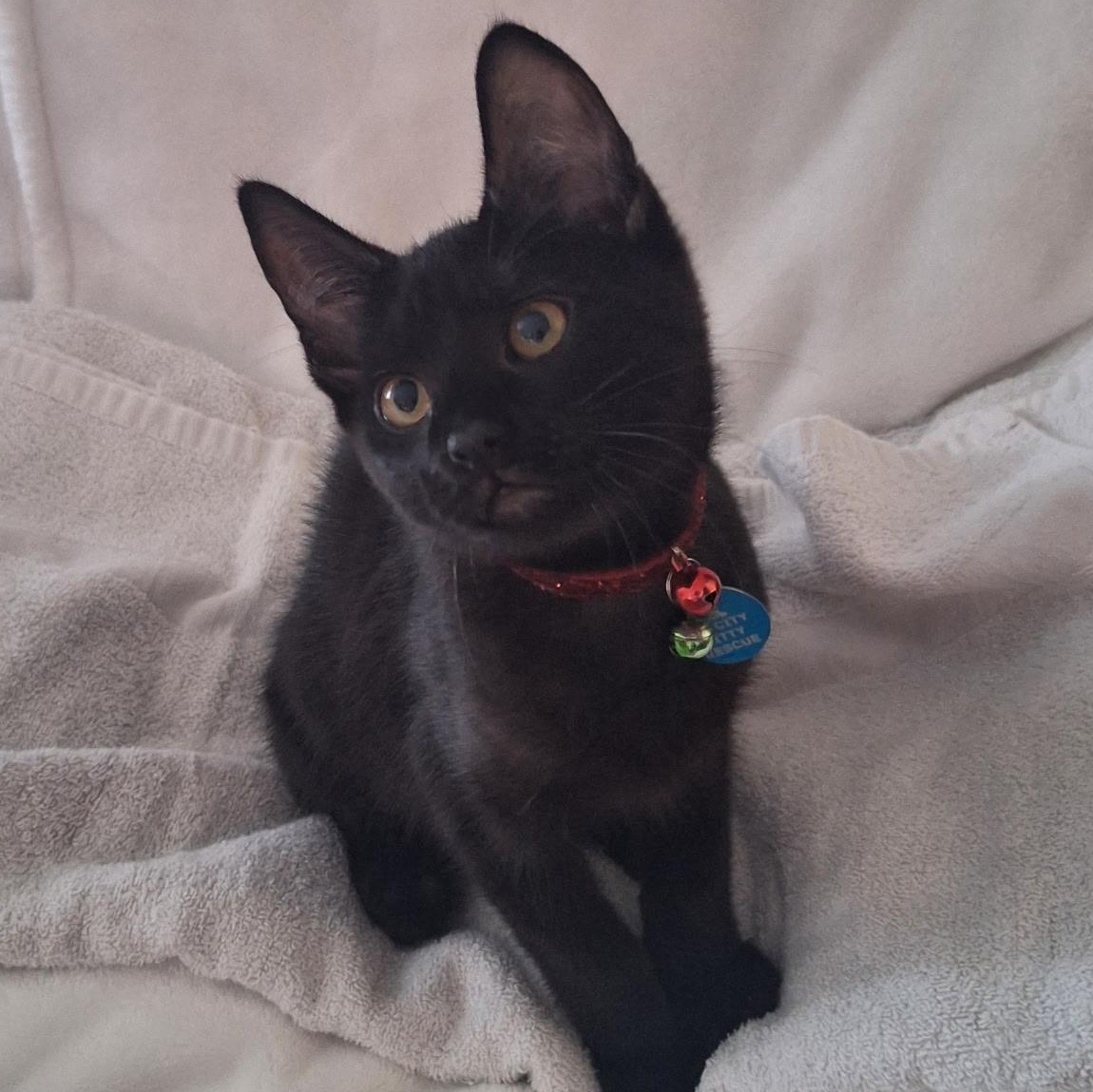 Polo, adoptable, Kitten Male Domestic Short Hair.