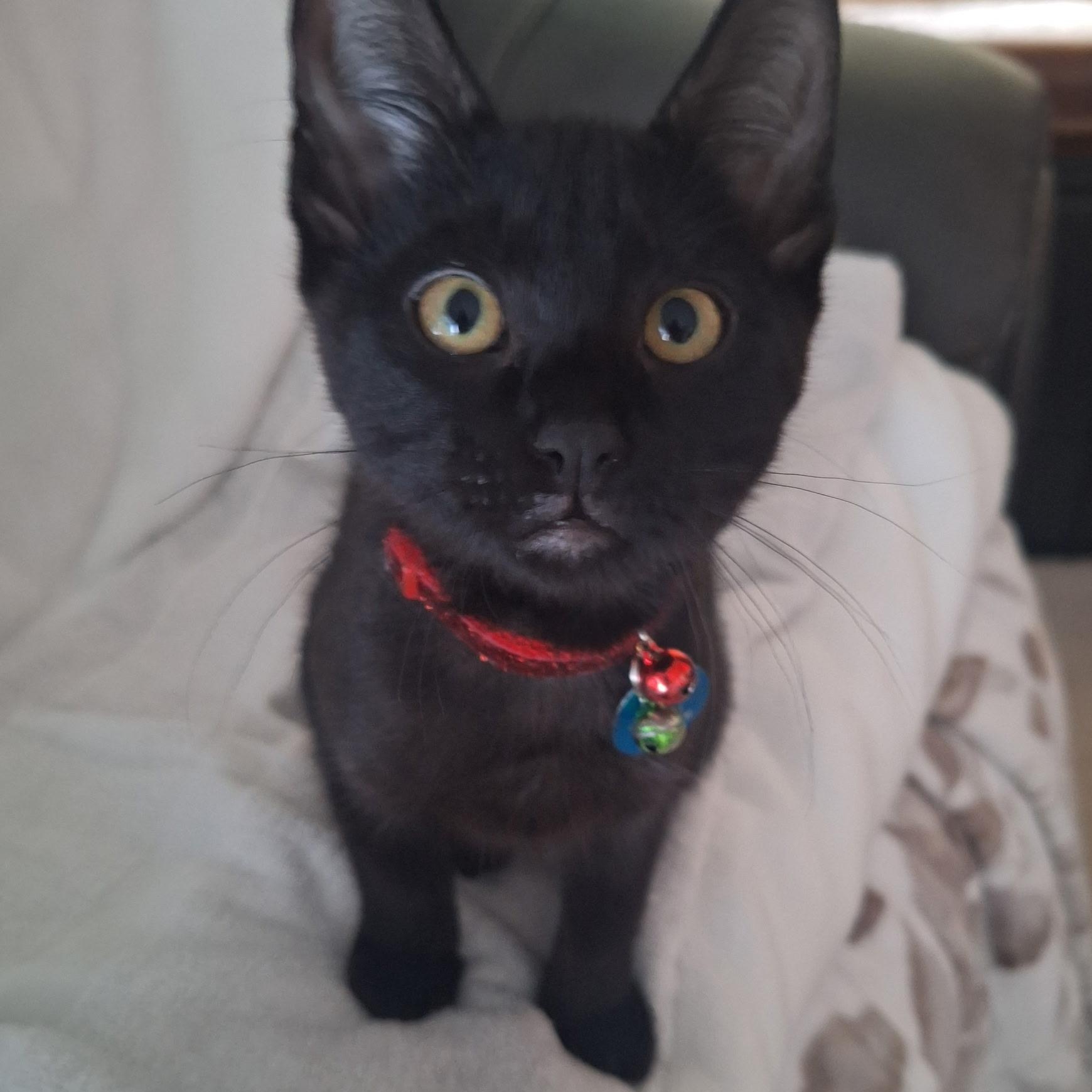Polo, an adoptable Domestic Short Hair in Pasco, WA image 3/6