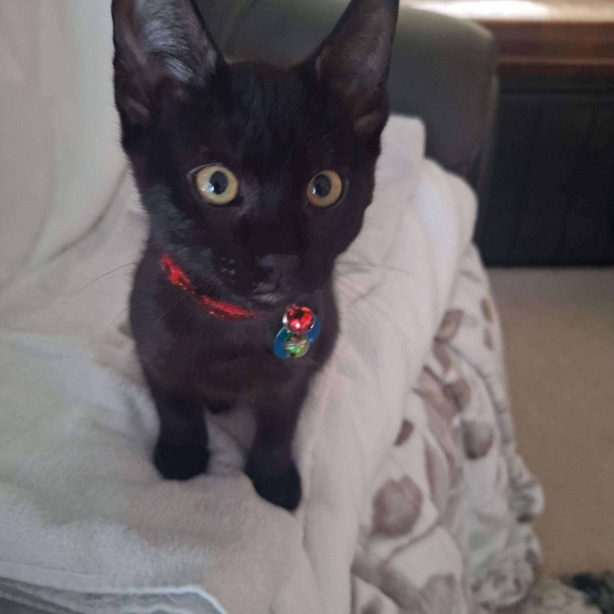 Polo, an adoptable Domestic Short Hair in Pasco, WA image 6/6
