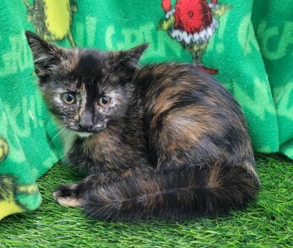 Mousse, Adoptable, Kitten Female Domestic Short Hair & Domestic Short Hair.