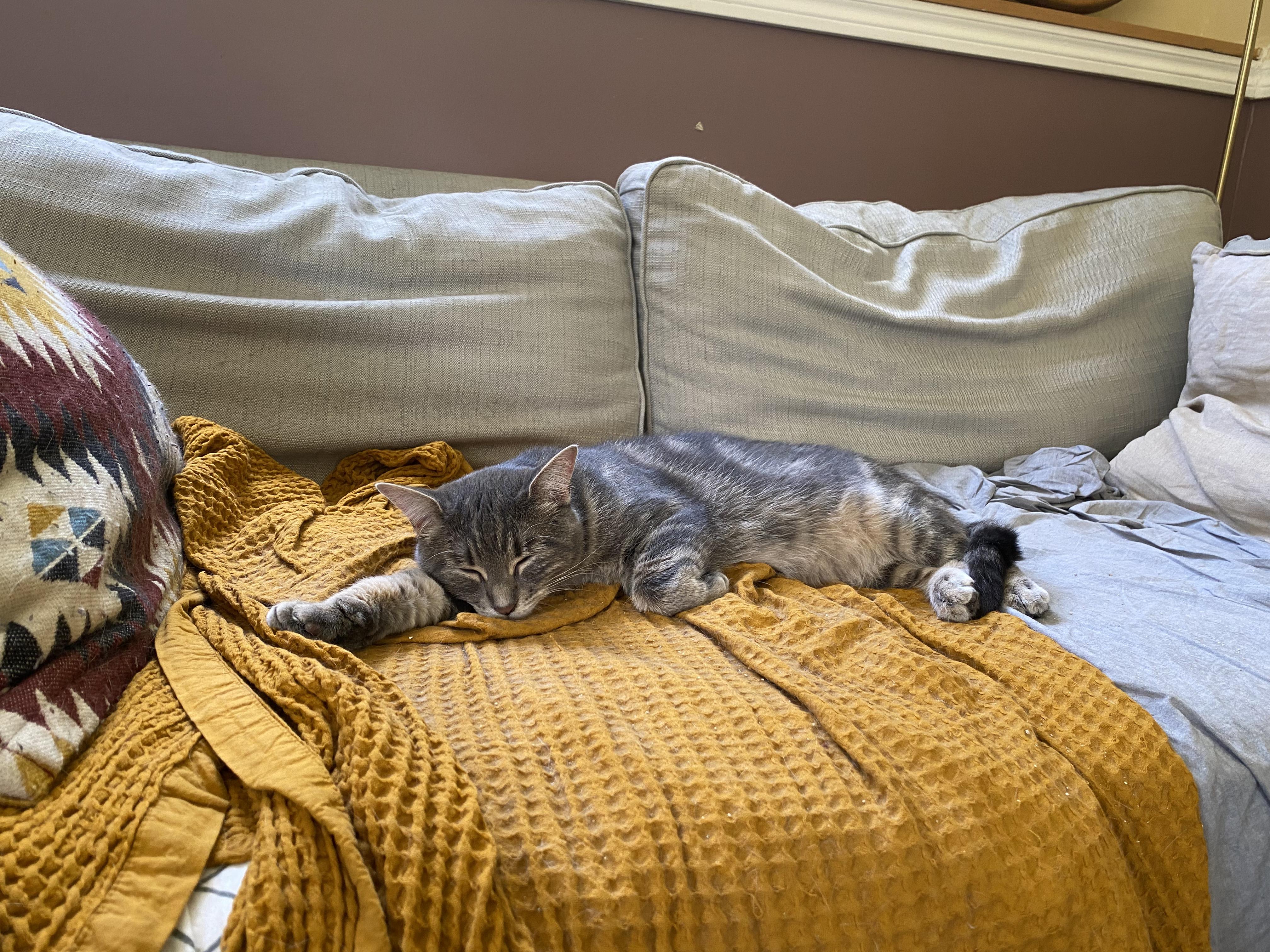 Enlarge Charlie, a ADOPTABLE Domestic Short Hair in Wakefield, QC image 4/6