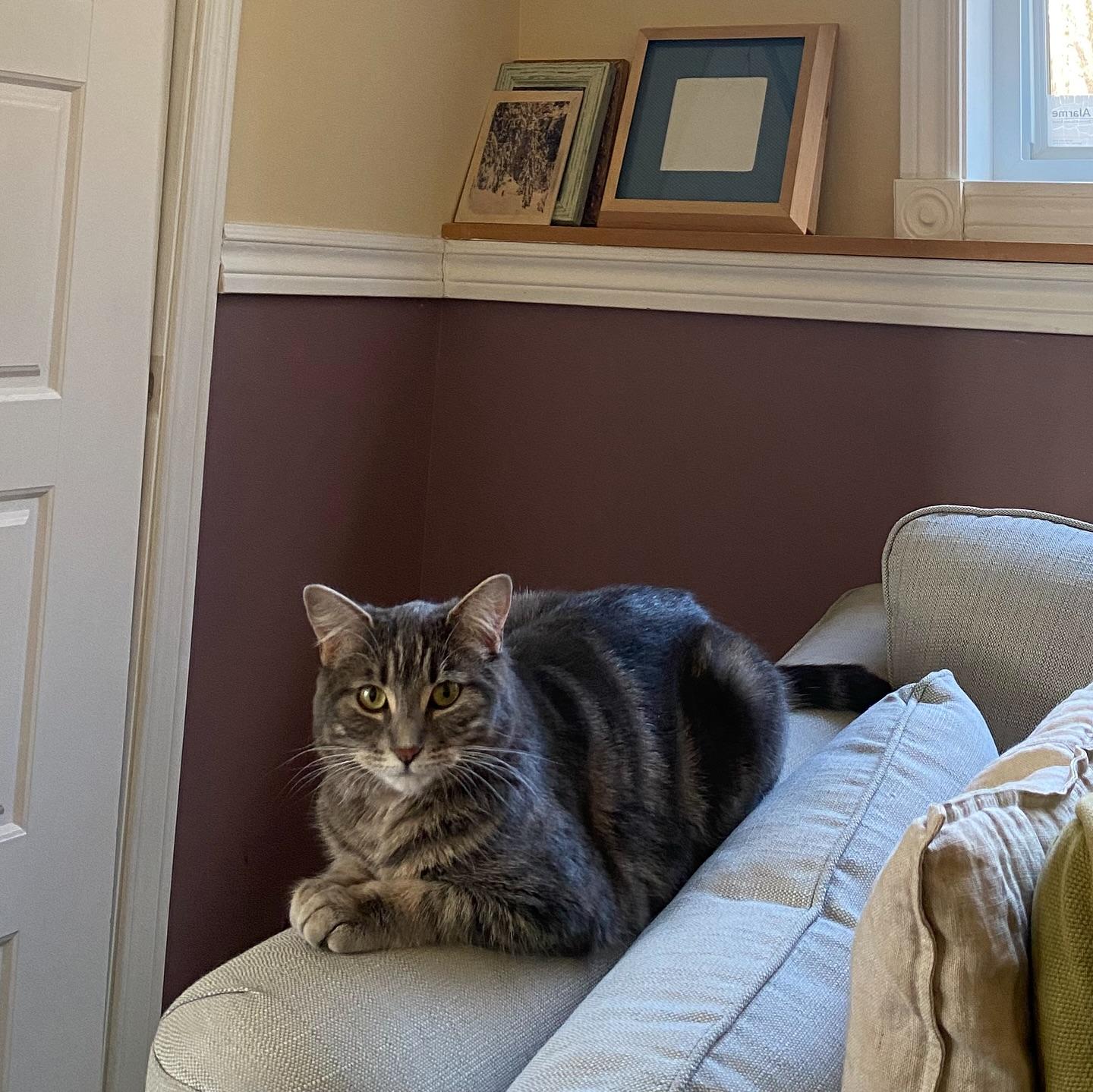 Charlie, ADOPTABLE, Adult Female Domestic Short Hair.